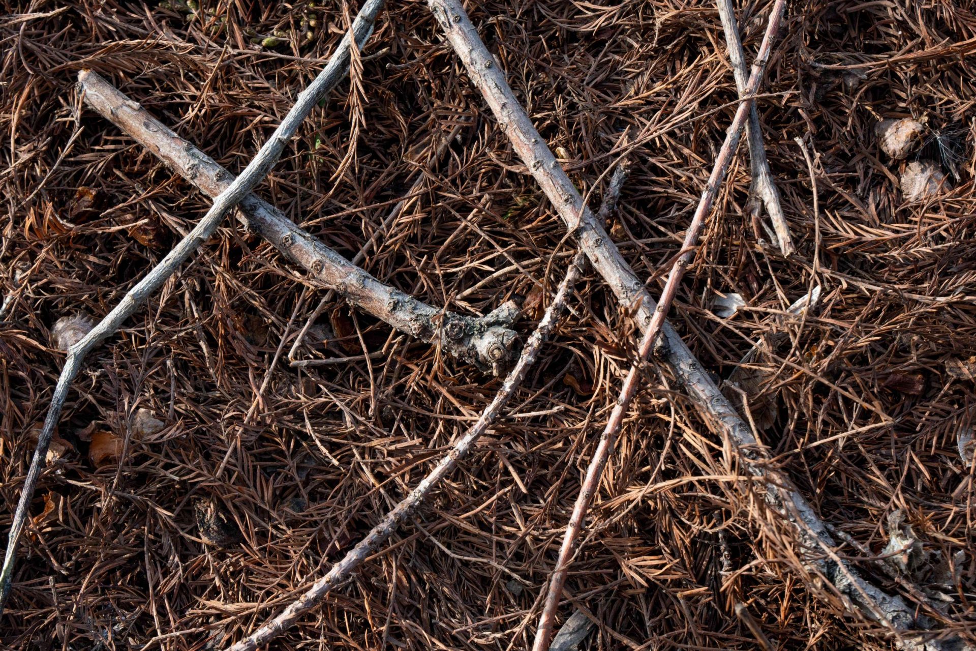 primer plano de ramitas de árbol en el suelo rodeadas de agujas de pino marrones