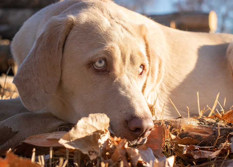 un perro labrador cremoso anida su nariz en la hierba y las hojas secas