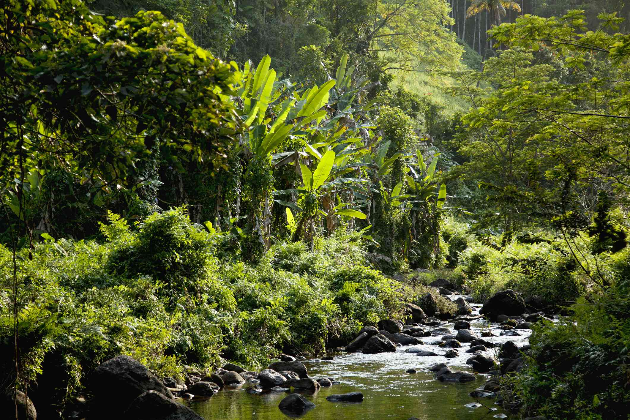 Arroyo que atraviesa el paisaje tropical del Bosque Hakalau