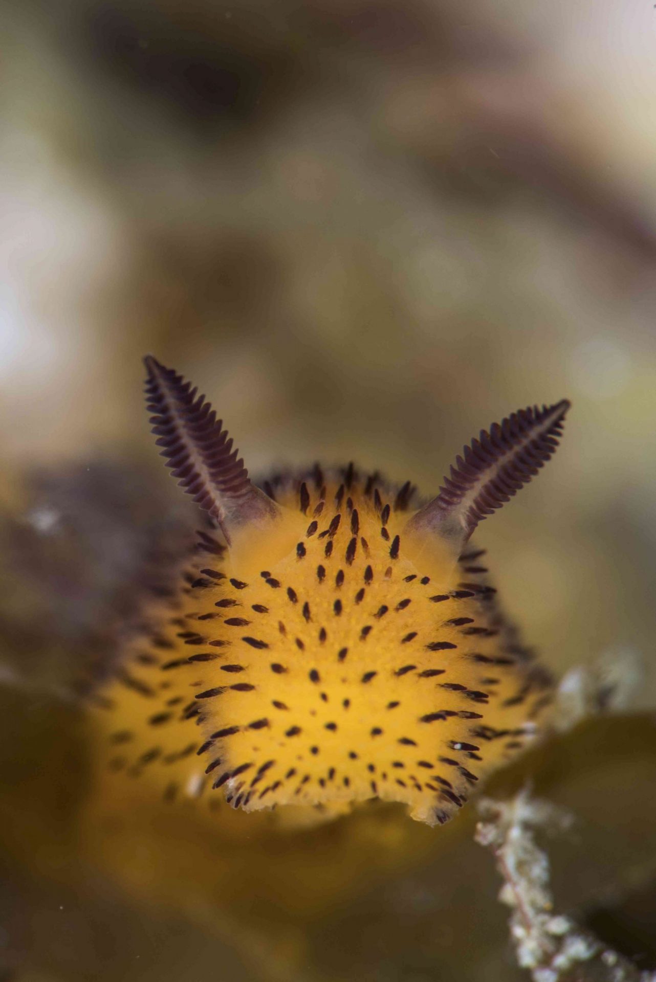Retrato de un nudibranquio Jorunna parva, Anilao, Filipinas