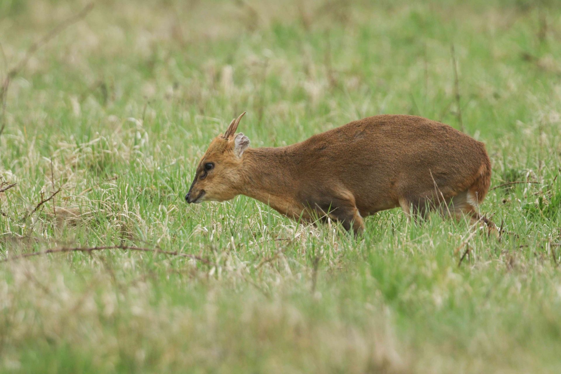 Un magnífico ciervo Muntjac, Muntiacus reevesi, alimentándose en un campo al borde de un bosque en el Reino Unido