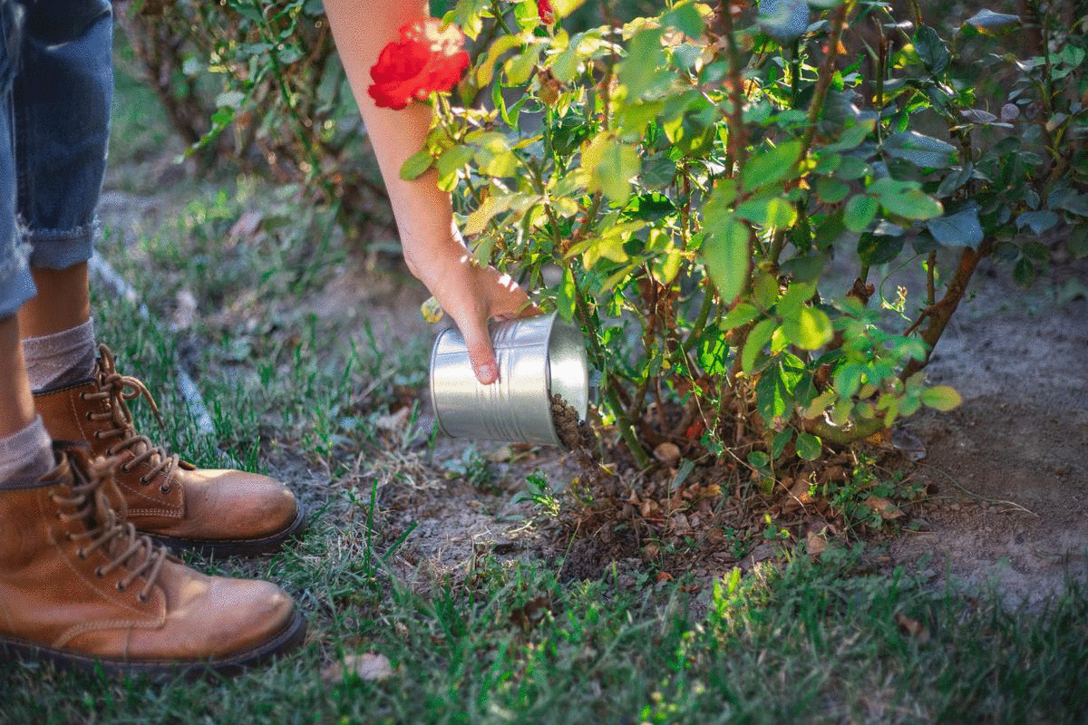jardinero con botas añade compost en un vaso de metal al rosal rojo del exterior