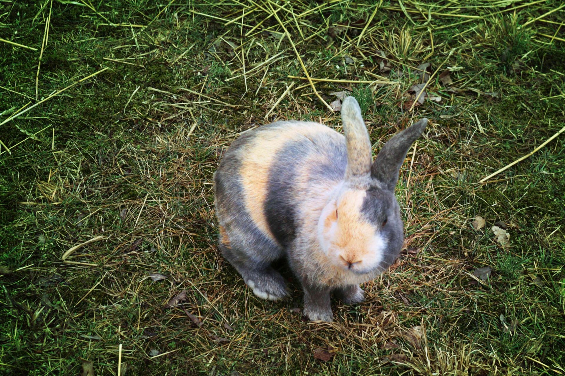 Conejo arlequín de color calicó sentado en la hierba