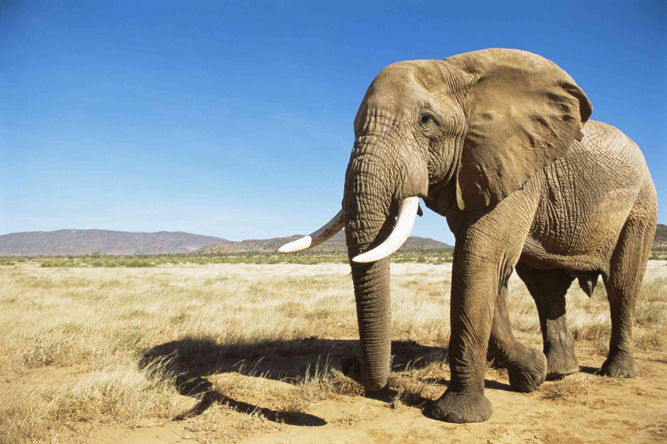 Encuentro de elefantes africanos (macho) al amanecer