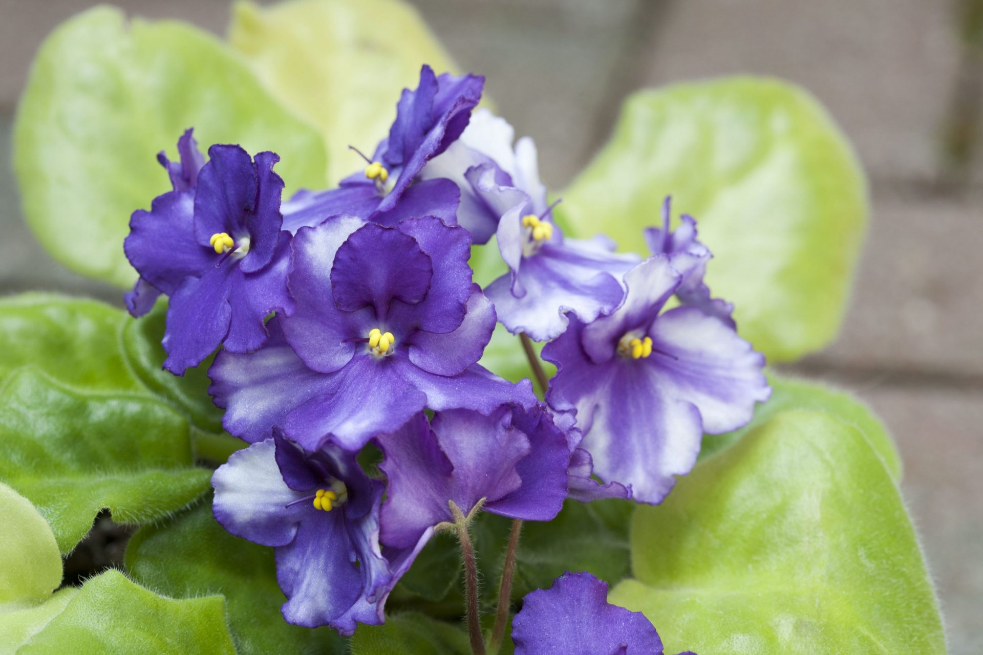 Floración de la violeta africana