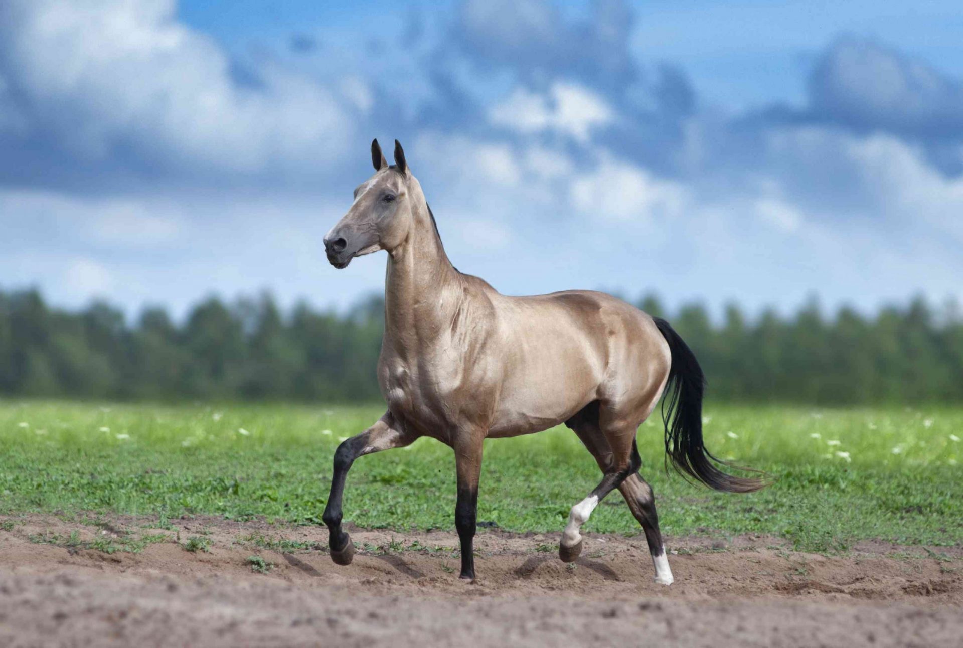 Un caballo Akhal-Teke trota en un campo