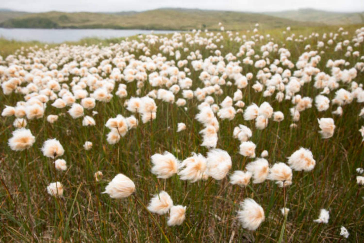 Tundra de algodón de Alaska