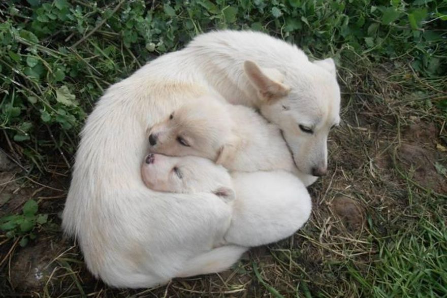 Un perro alopekis con dos cachorros tumbado en la hierba