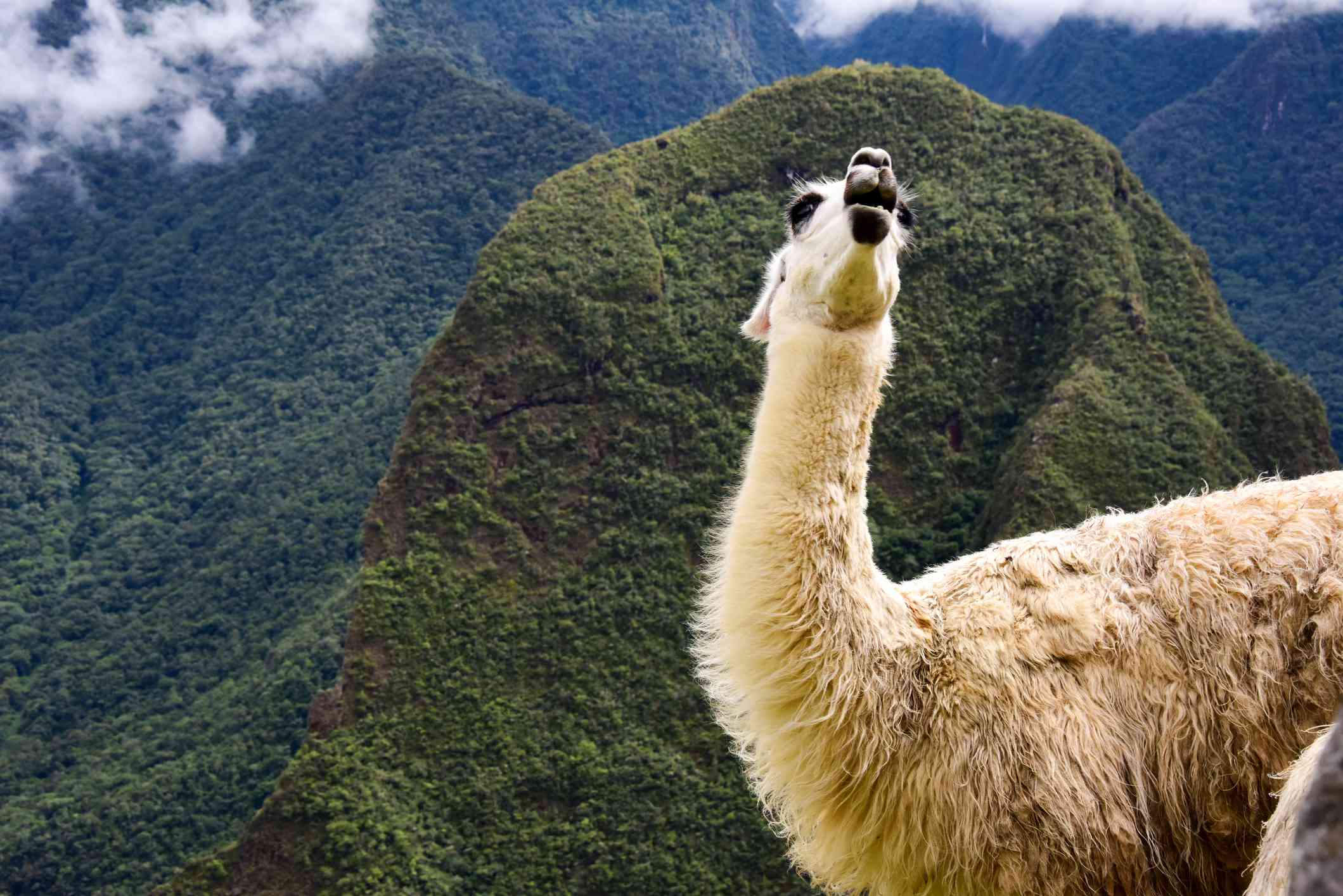 Alpaca en Machu Picchu