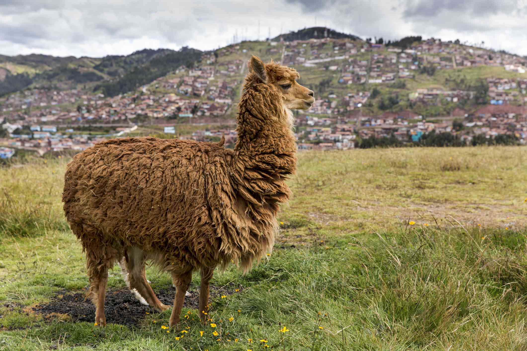 Una alpaca marrón de pie en un campo de hierba con una colina cubierta de edificios al fondo