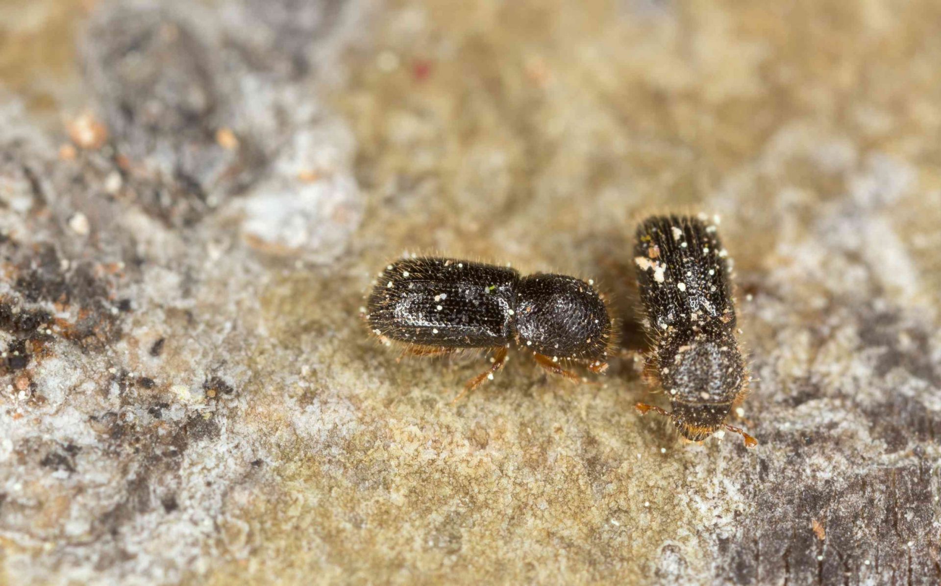 Escarabajos de Ambrosía, Xyleborus cryptographus en madera de álamo