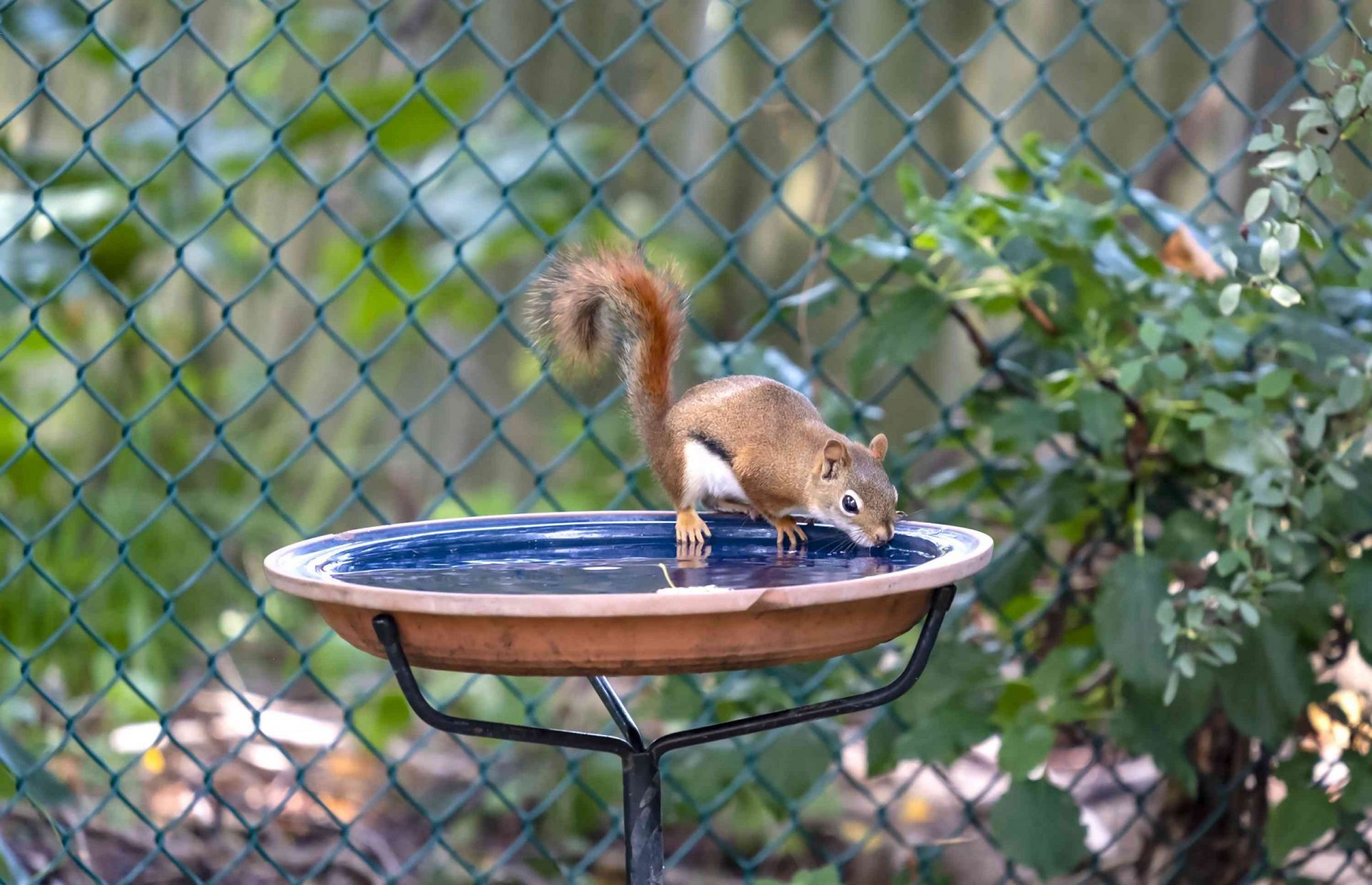 Una ardilla roja americana bebiendo de un baño para pájaros