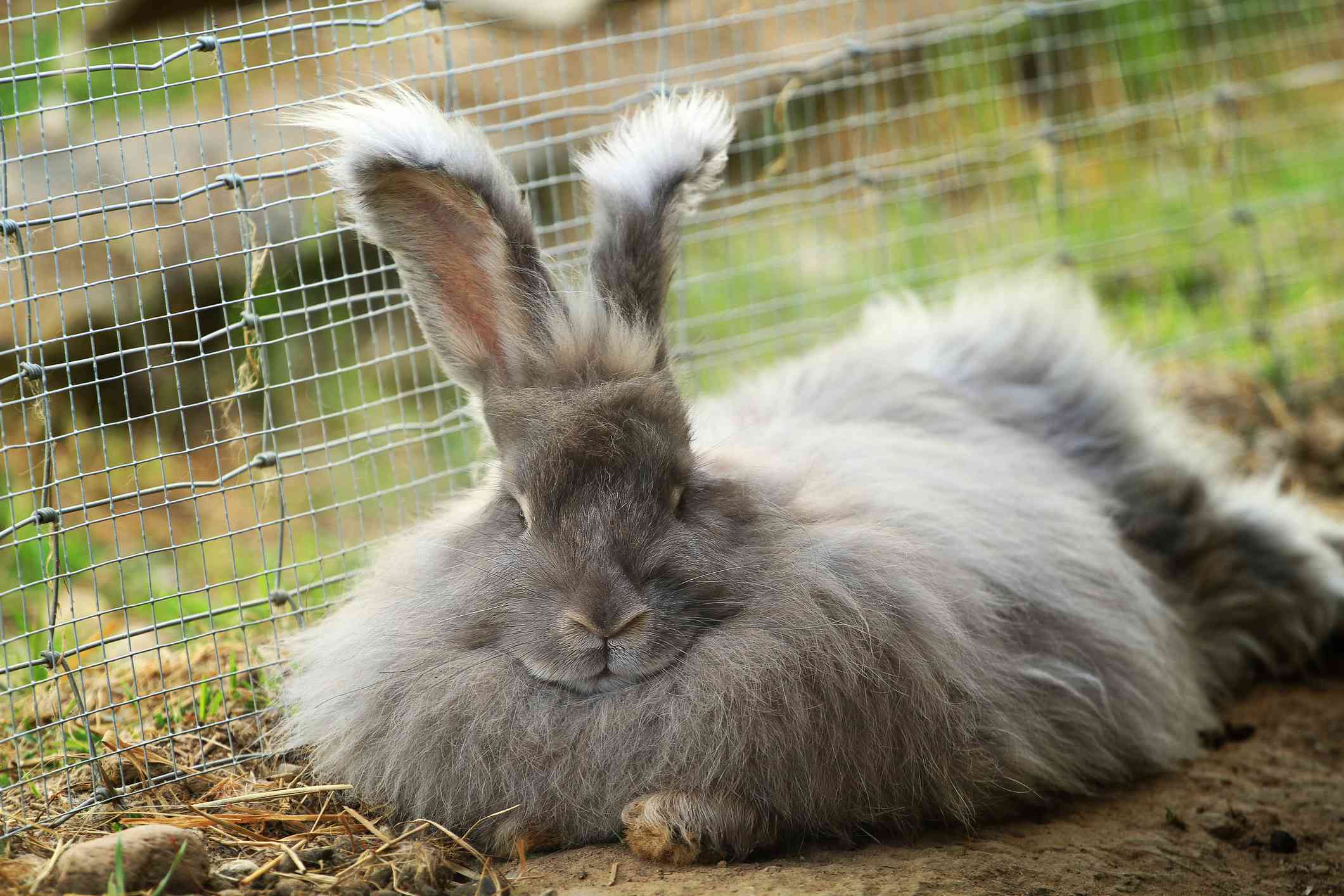 Conejo de angora tumbado al aire libre en un recinto
