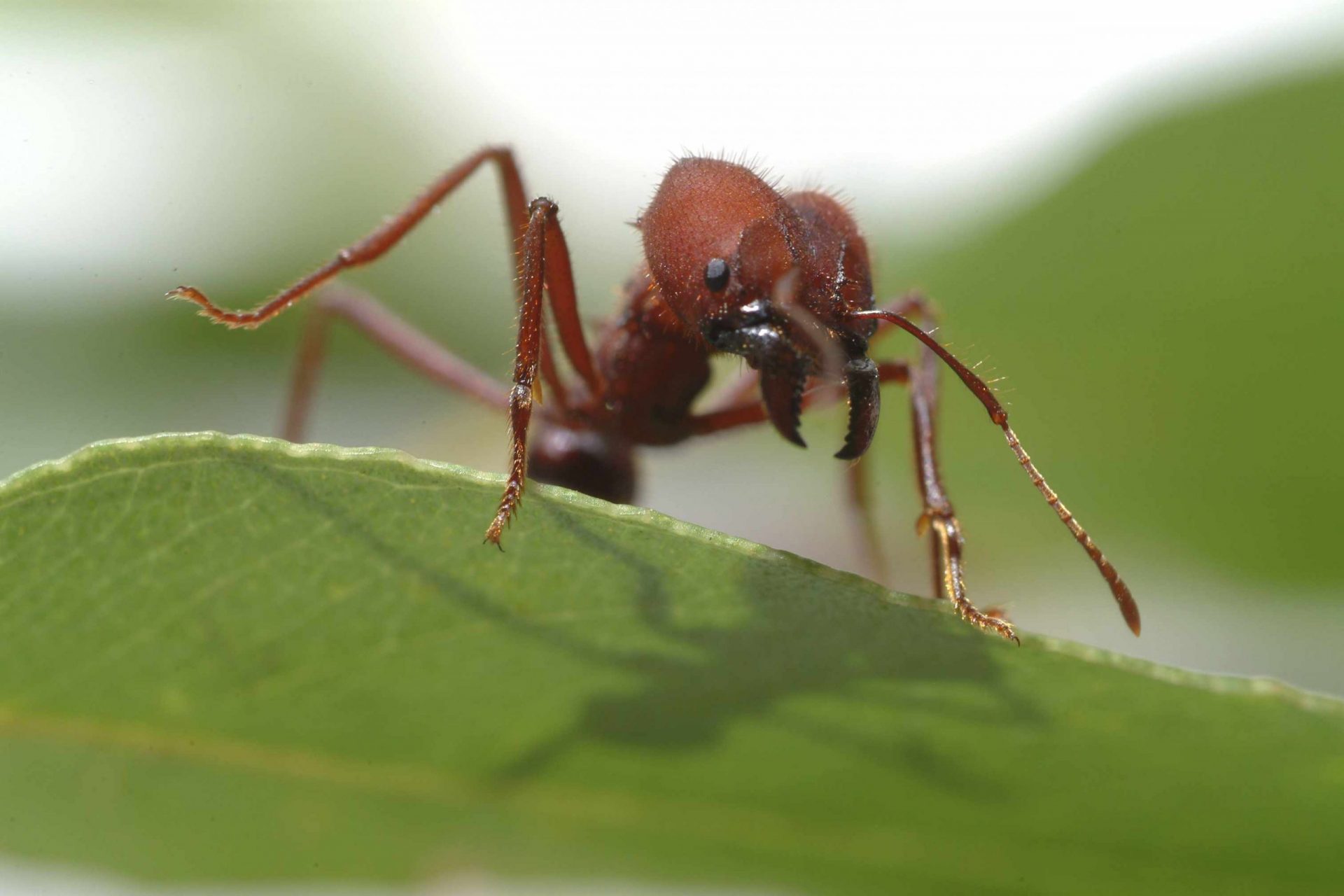 Primer plano de una hormiga cortadora de hojas