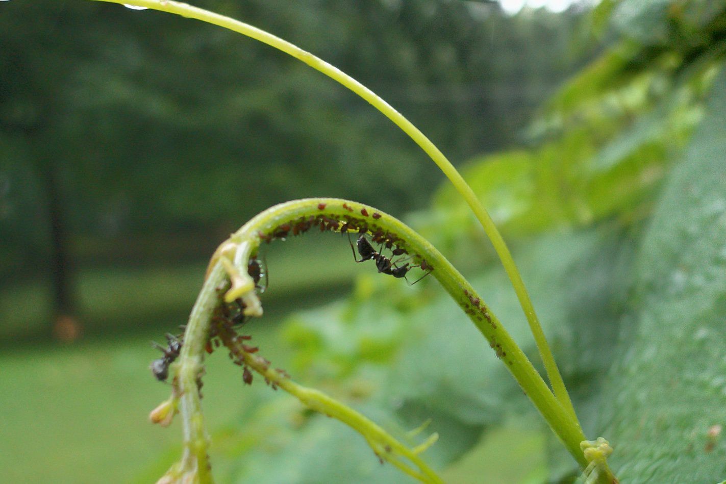 hormigas cultivando pulgones