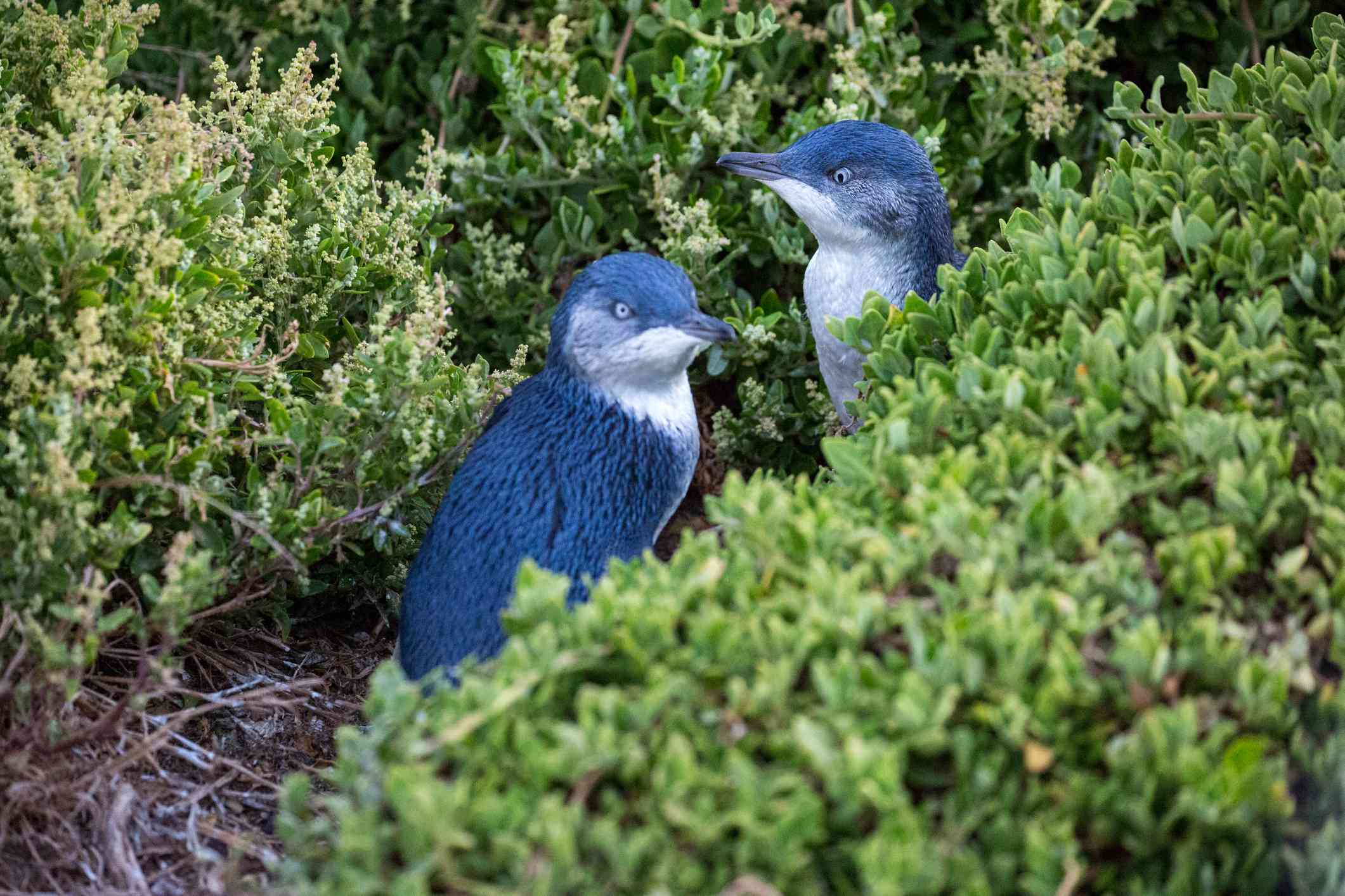Australia: pareja de jóvenes pingüinos azulados