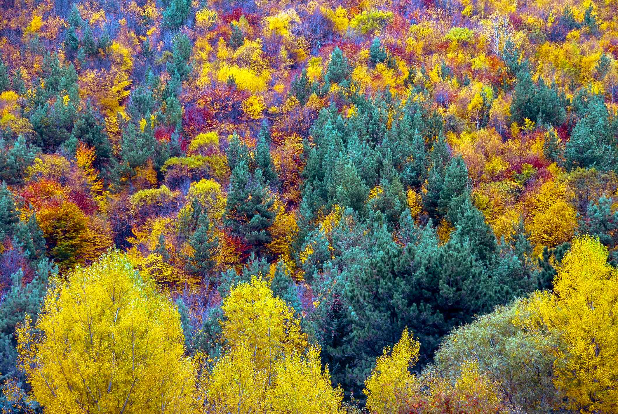 Fondo de textura de árboles coloridos de otoño