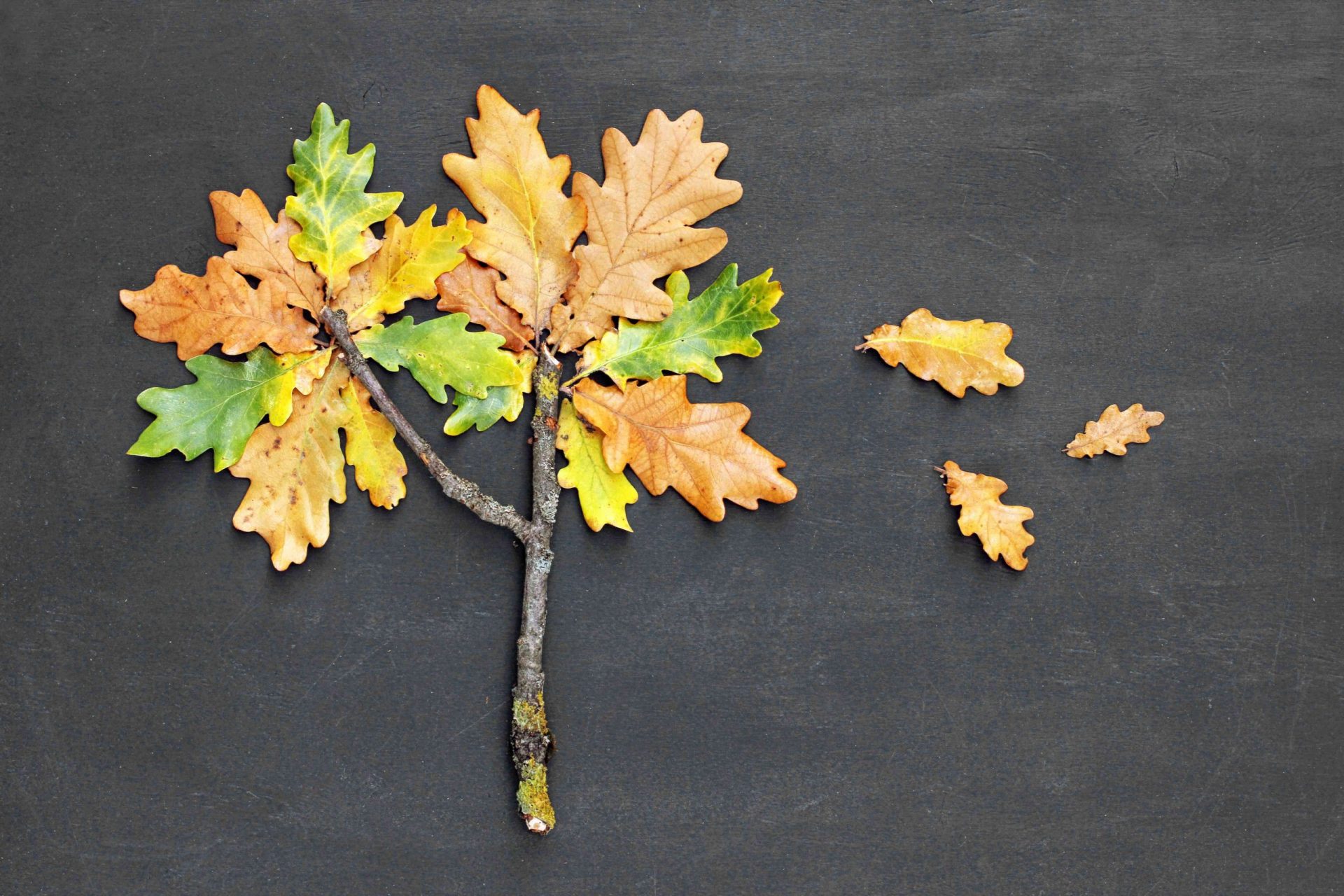 Concepto de otoño. Roble Quercus de ramita y hojas rojas amarillas sobre fondo de pizarra. Vista superior