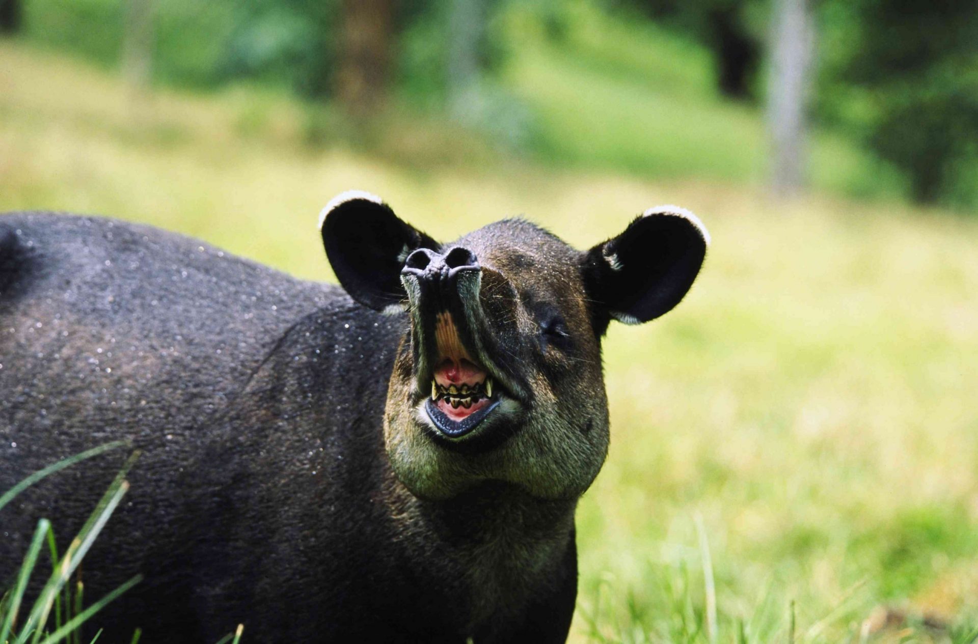 tapir de Baird