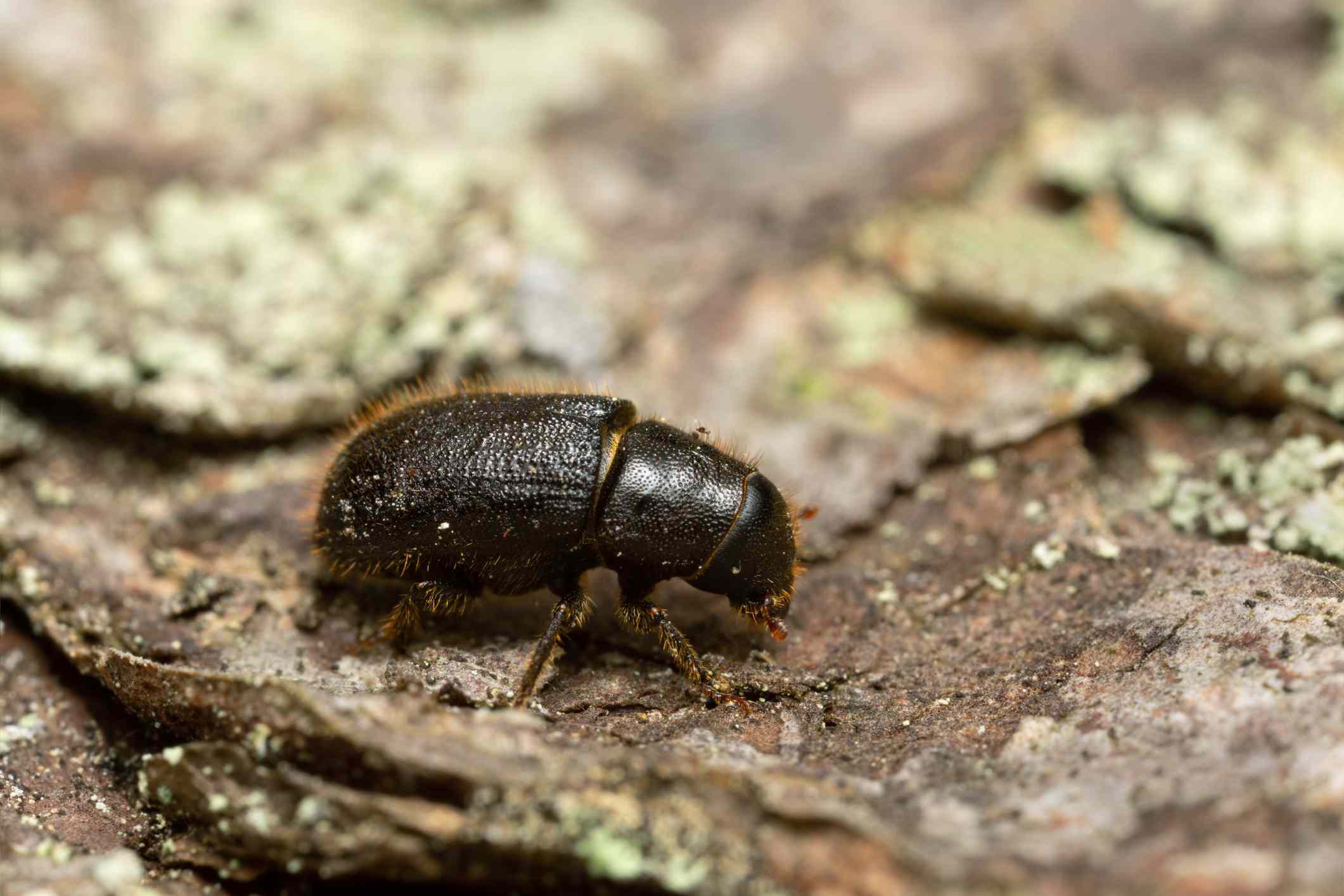 Una foto ampliada de un pequeño escarabajo negro en la corteza del árbol