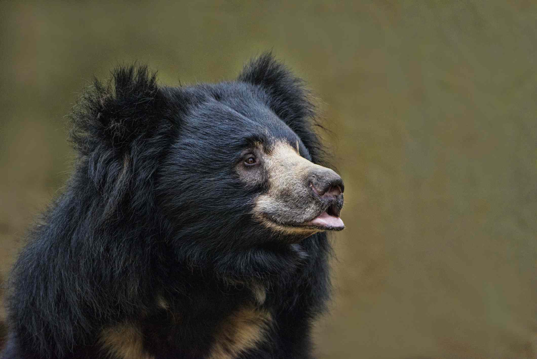 perfil de un oso perezoso negro con marcas de color canela y el labio inferior sobresaliendo