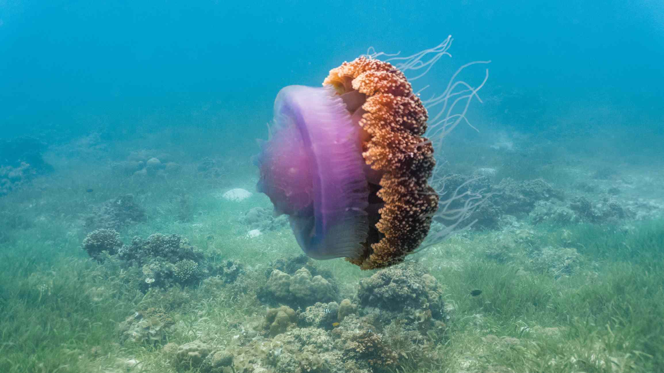 Hermosa medusa coliflor o corona flotando cerca de la superficie