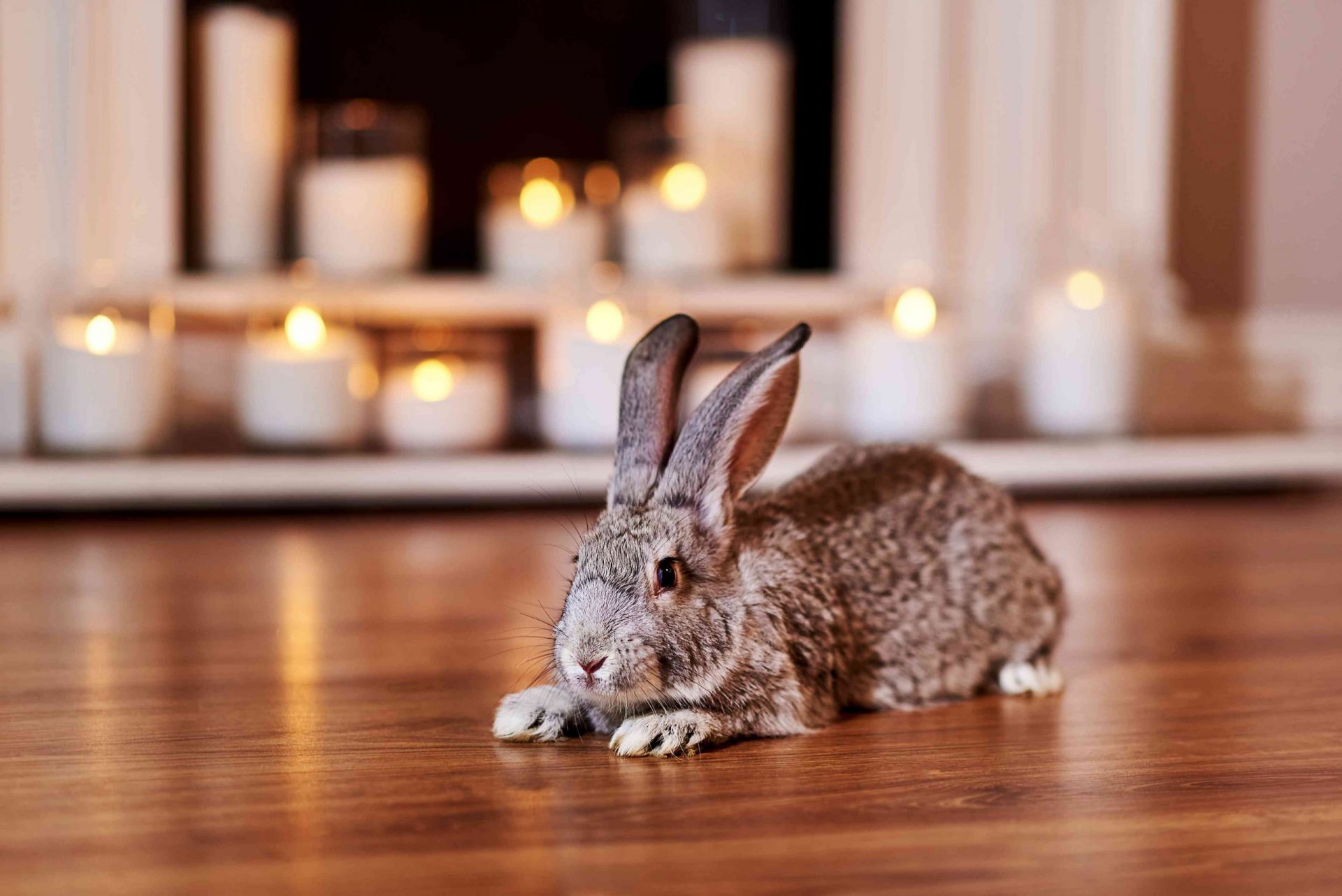 Conejo chinchilla americana gris sentado en el suelo de madera