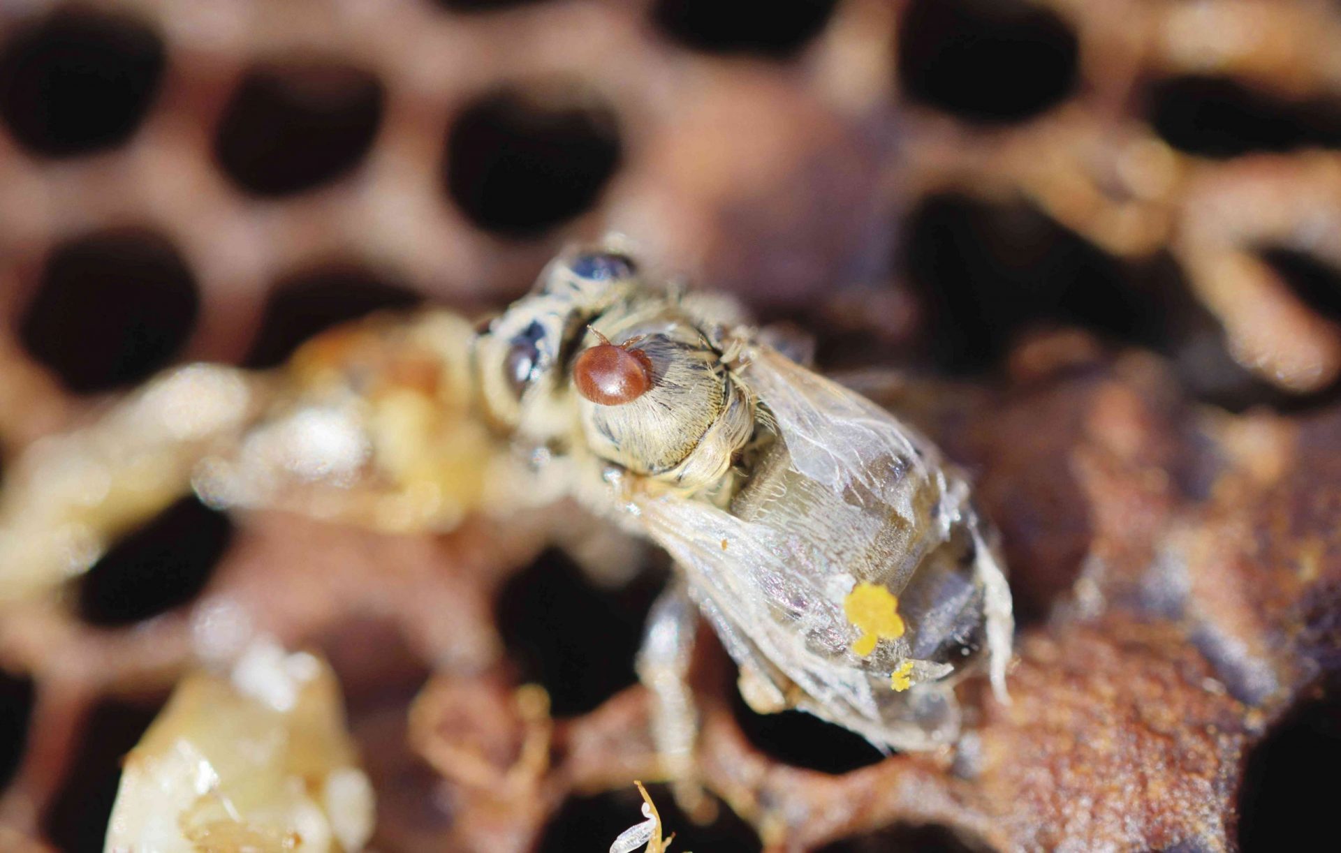 Colonia de abejas infestada de ácaros Varroa de la abeja de la miel -Varroa destructor, syn. Jacobsoni-, ácaro en una abeja recién emergida y deformada -Apis mellifera var carnica-, junto a larvas muertas, Baviera, Alemania