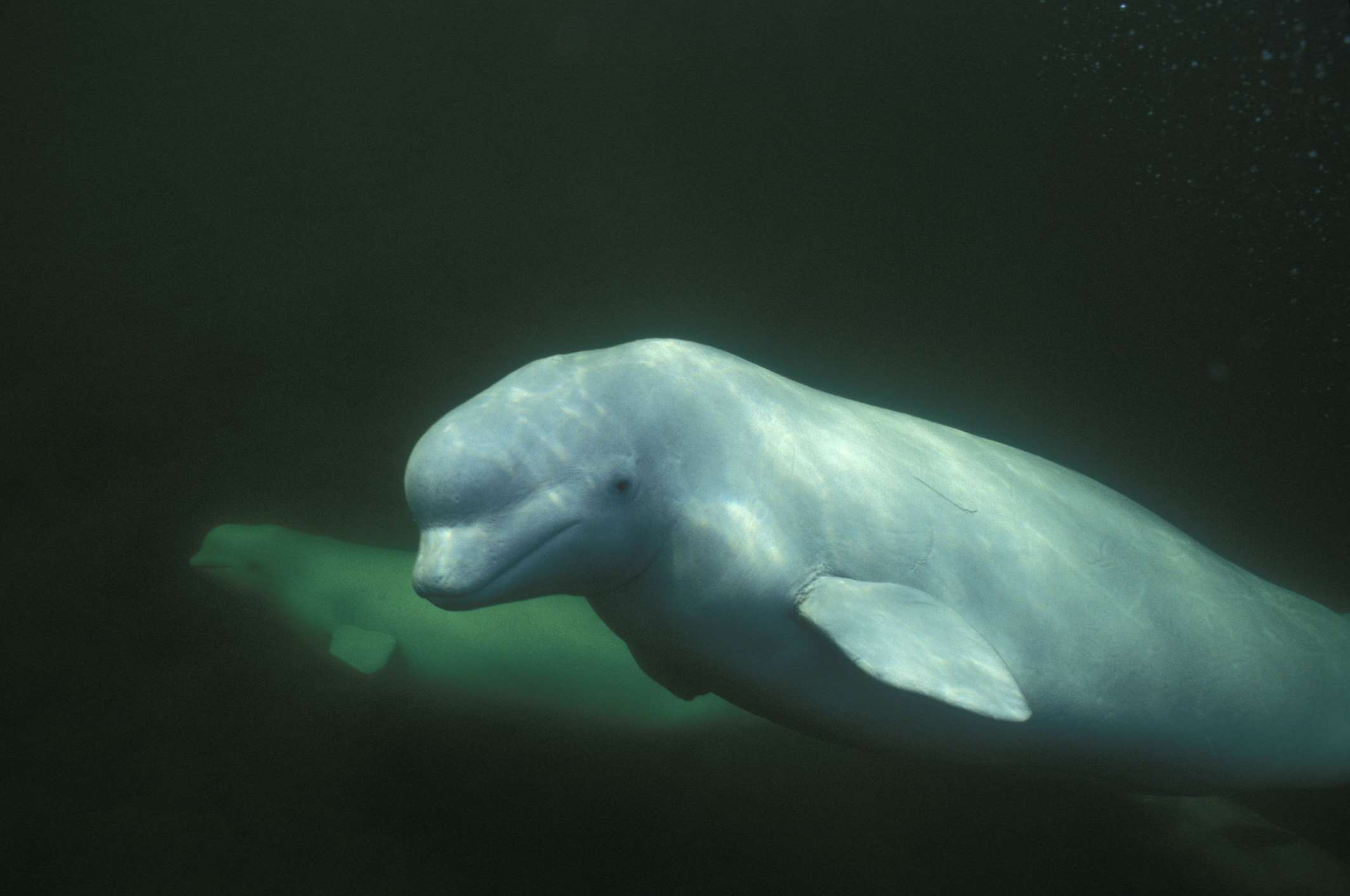 belugas nadando bajo el agua en el río Churchill, Manitoba, Canadá