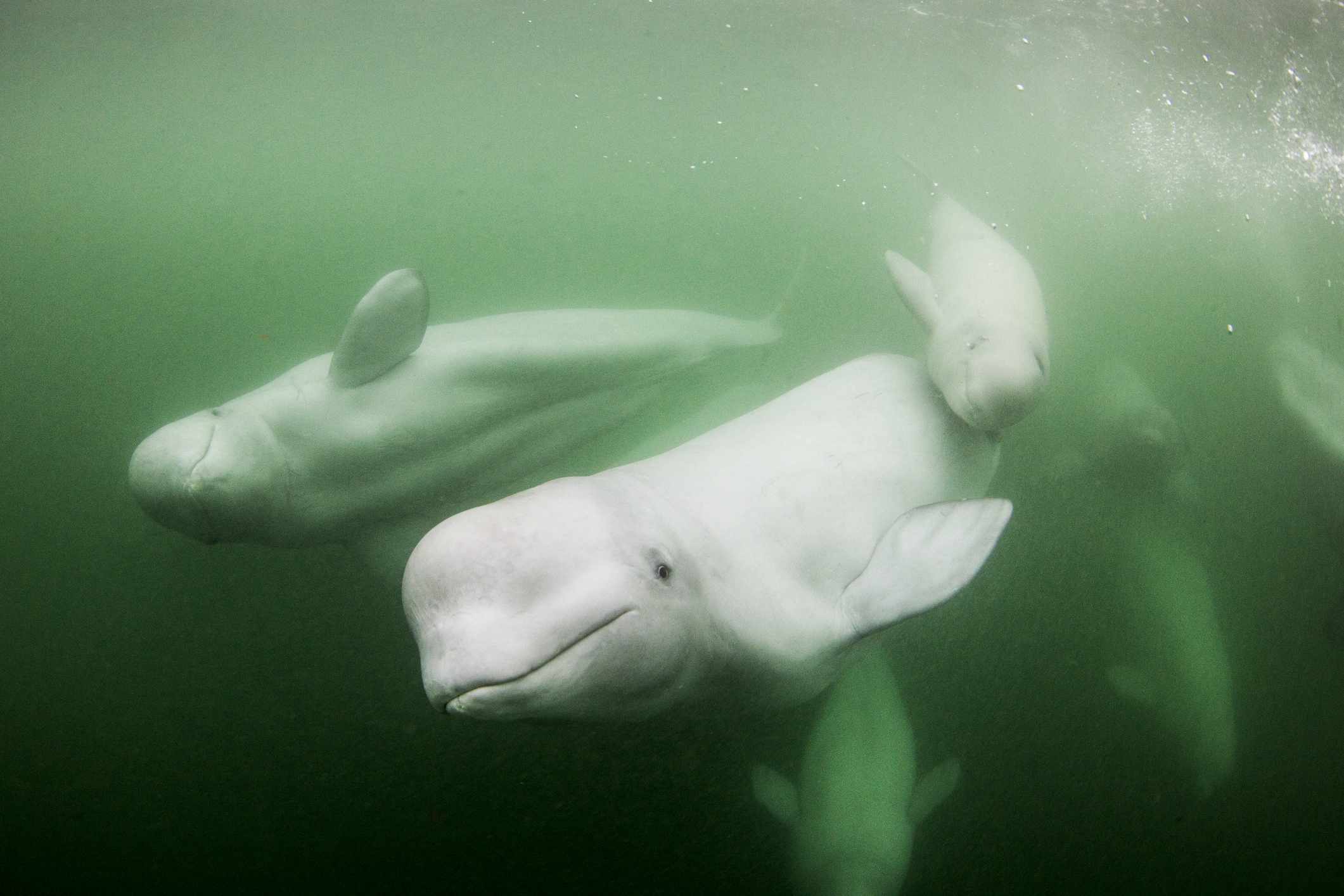 Belugas adultas y jóvenes nadando bajo el agua en la Bahía de Hudson de Canadá