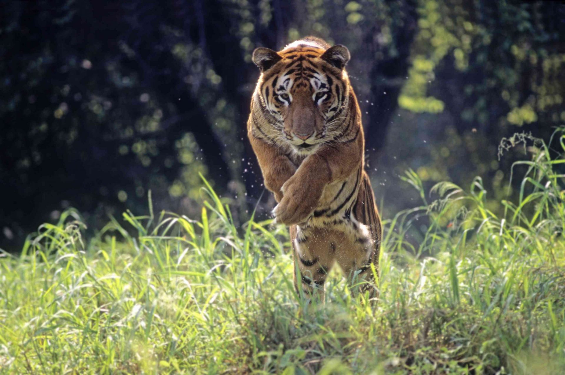 Tigre de Bengala saltando entre la hierba alta