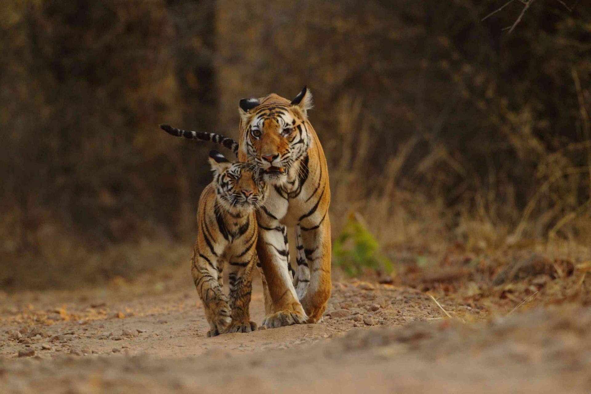 Una tigresa de Bengala y su cachorro caminan por el Parque Nacional de Bandhavgarh, Madhya Pradesh, India