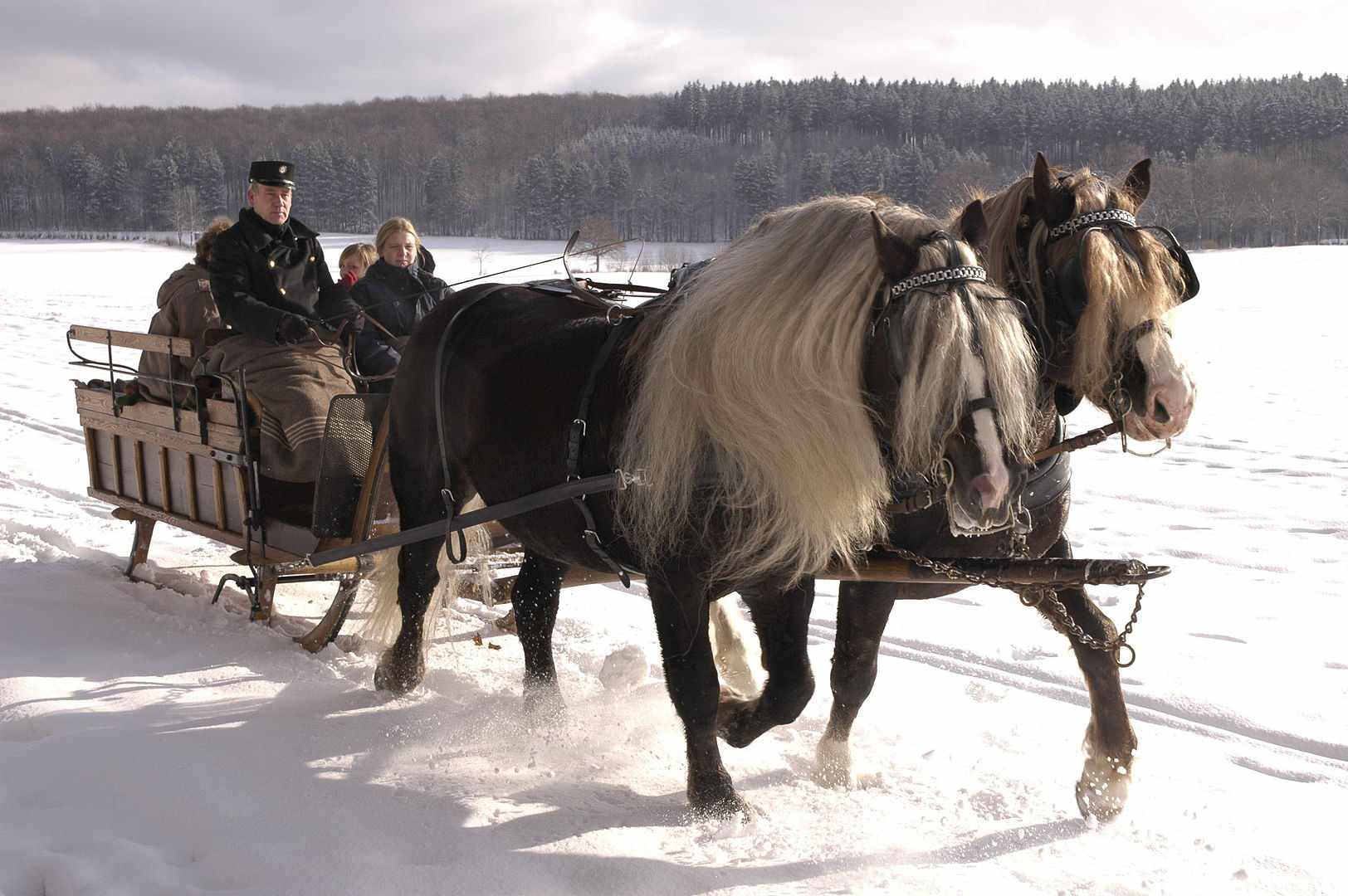 Dos caballos de la Selva Negra tiran de un carruaje con gente dentro