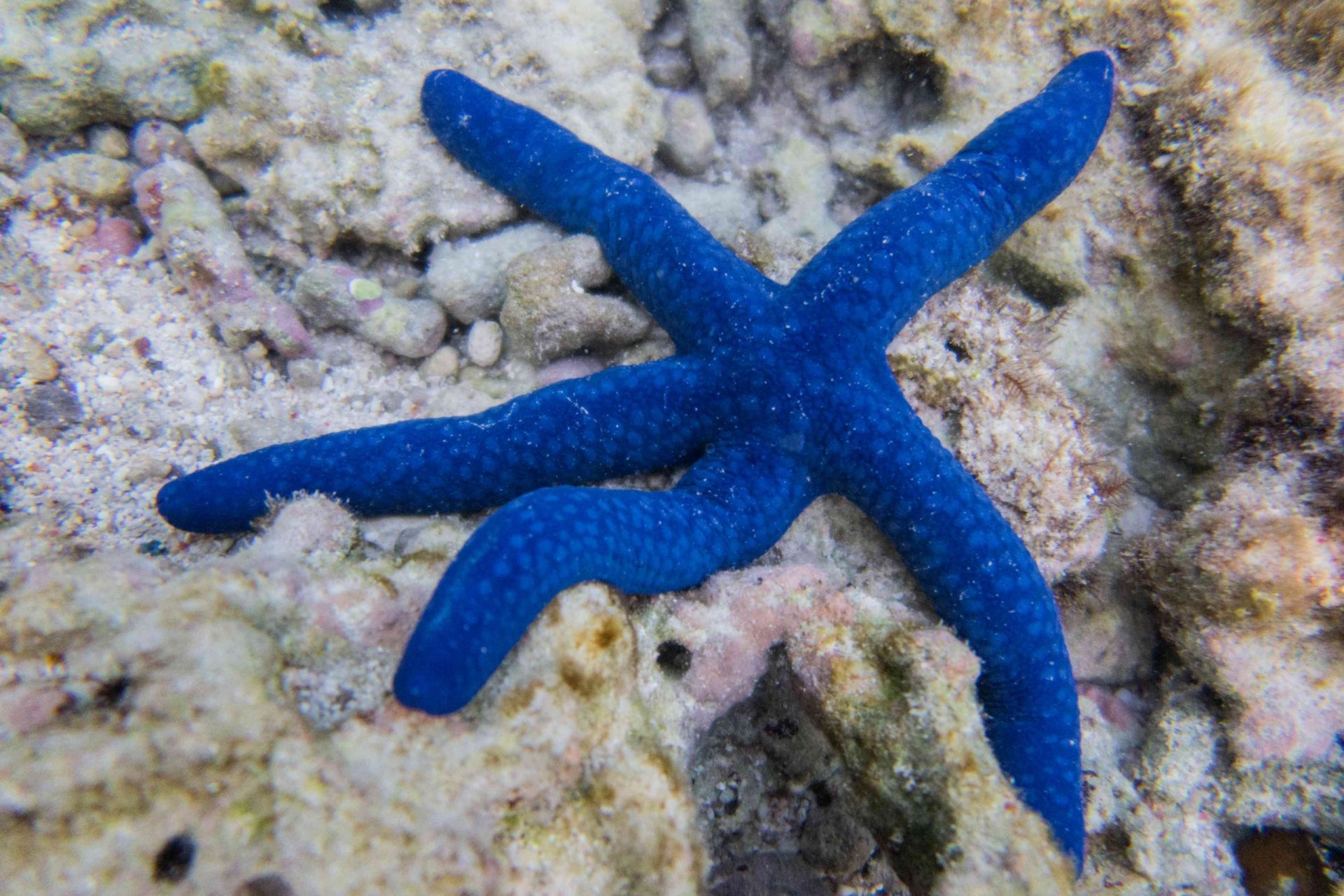 Una Linckia laevigata azul descansando sobre un coral gris