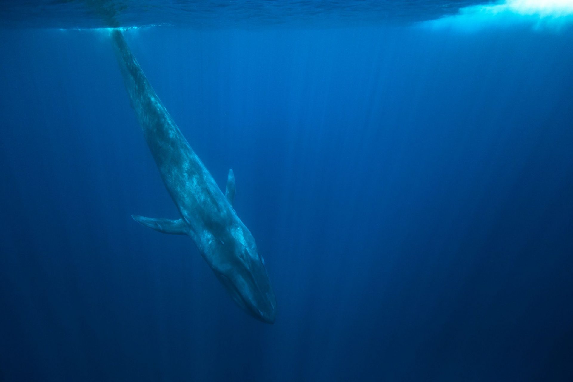 ballena azul buceando en la costa de Sri Lanka
