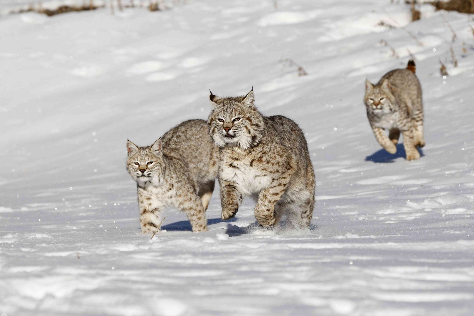 Gato montés (Lynx rufus), animal adulto con 2 jóvenes subadultos en la nieve, Montana, EEUU