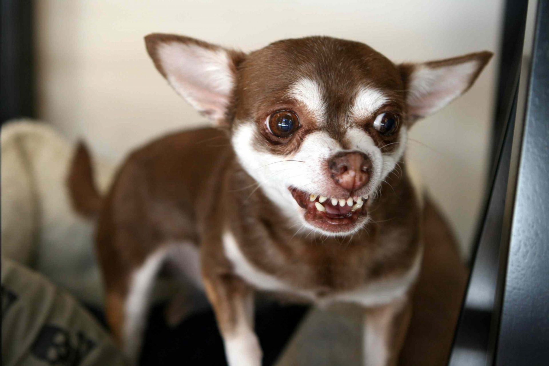 Chihuahua marrón gruñendo mostrando los dientes