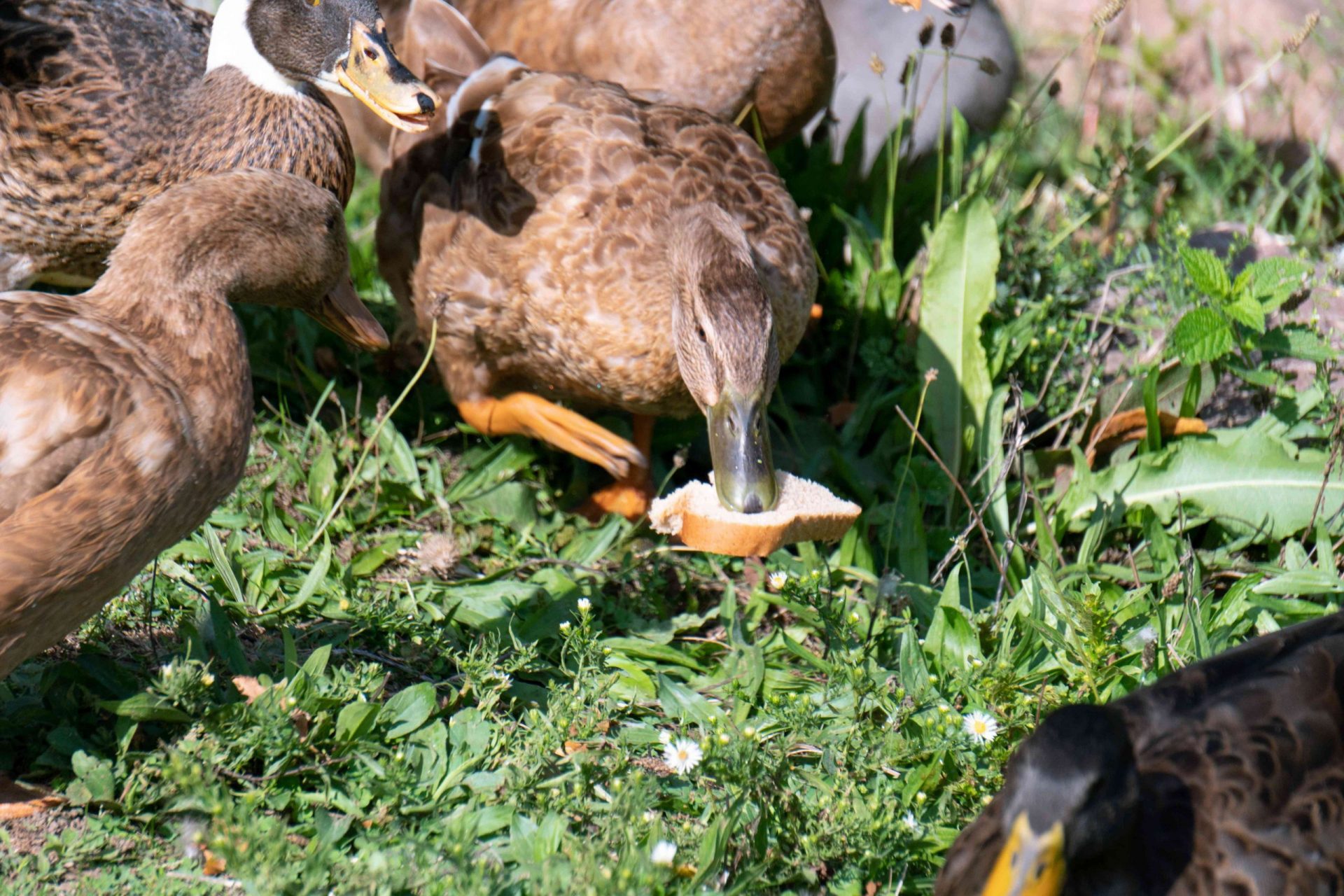 pato hembra marrón se lanza a por el pan blanco