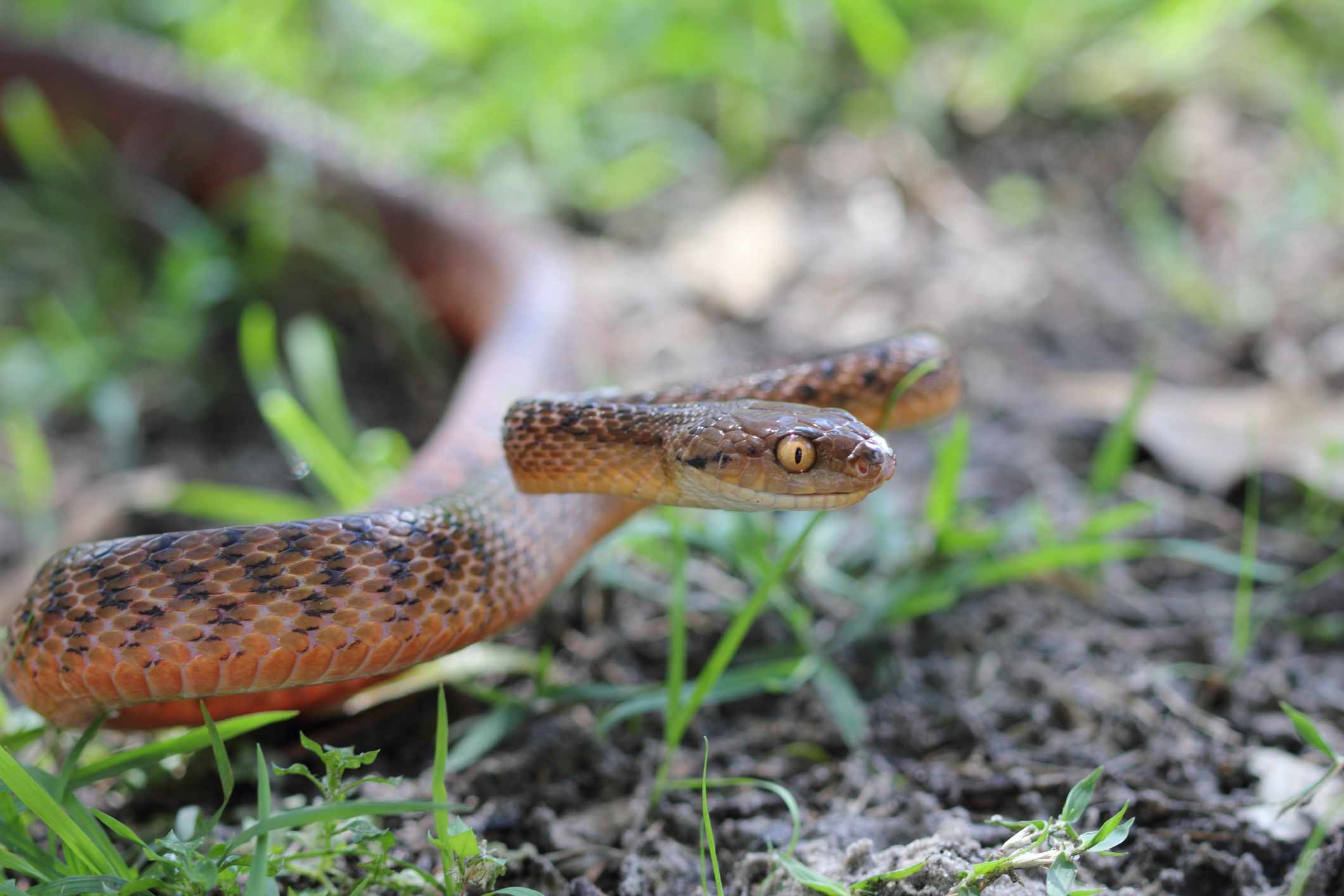 Una serpiente arbórea marrón de ojos amarillos en postura defensiva en la hierba