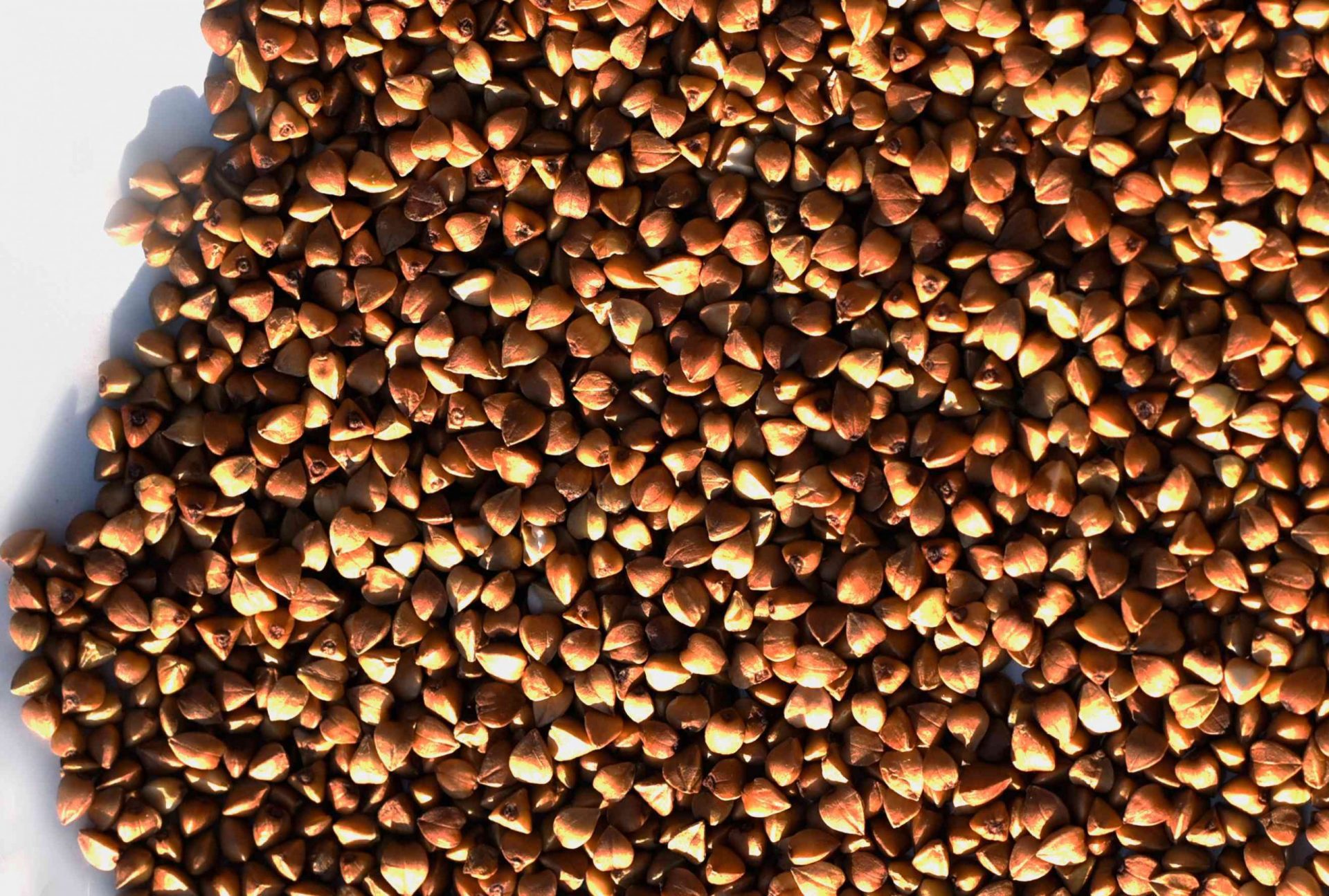 semillas de trigo sarraceno tostadas sobre fondo blanco