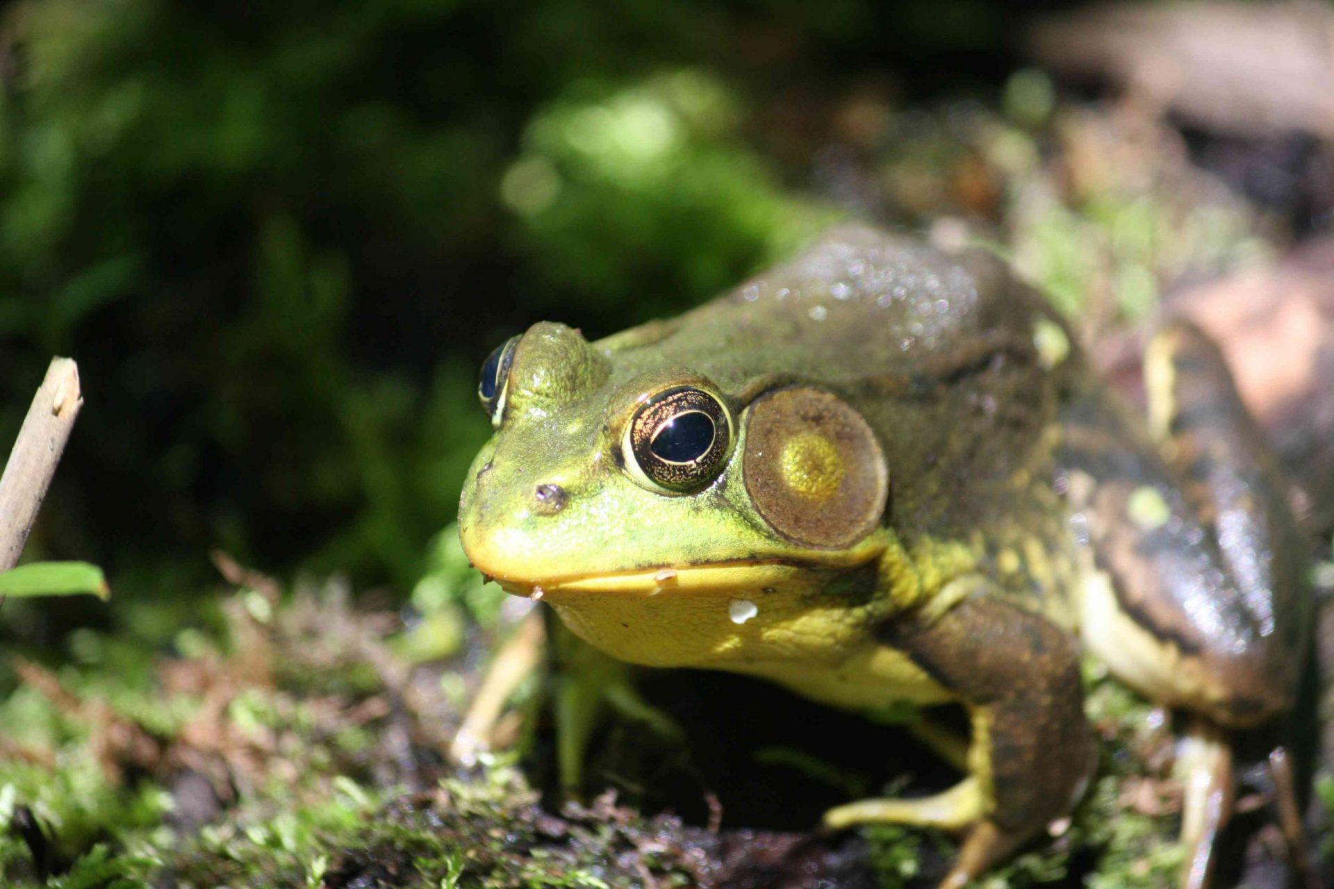 Bullfrog (Lithobates catesbeinus) Close up
