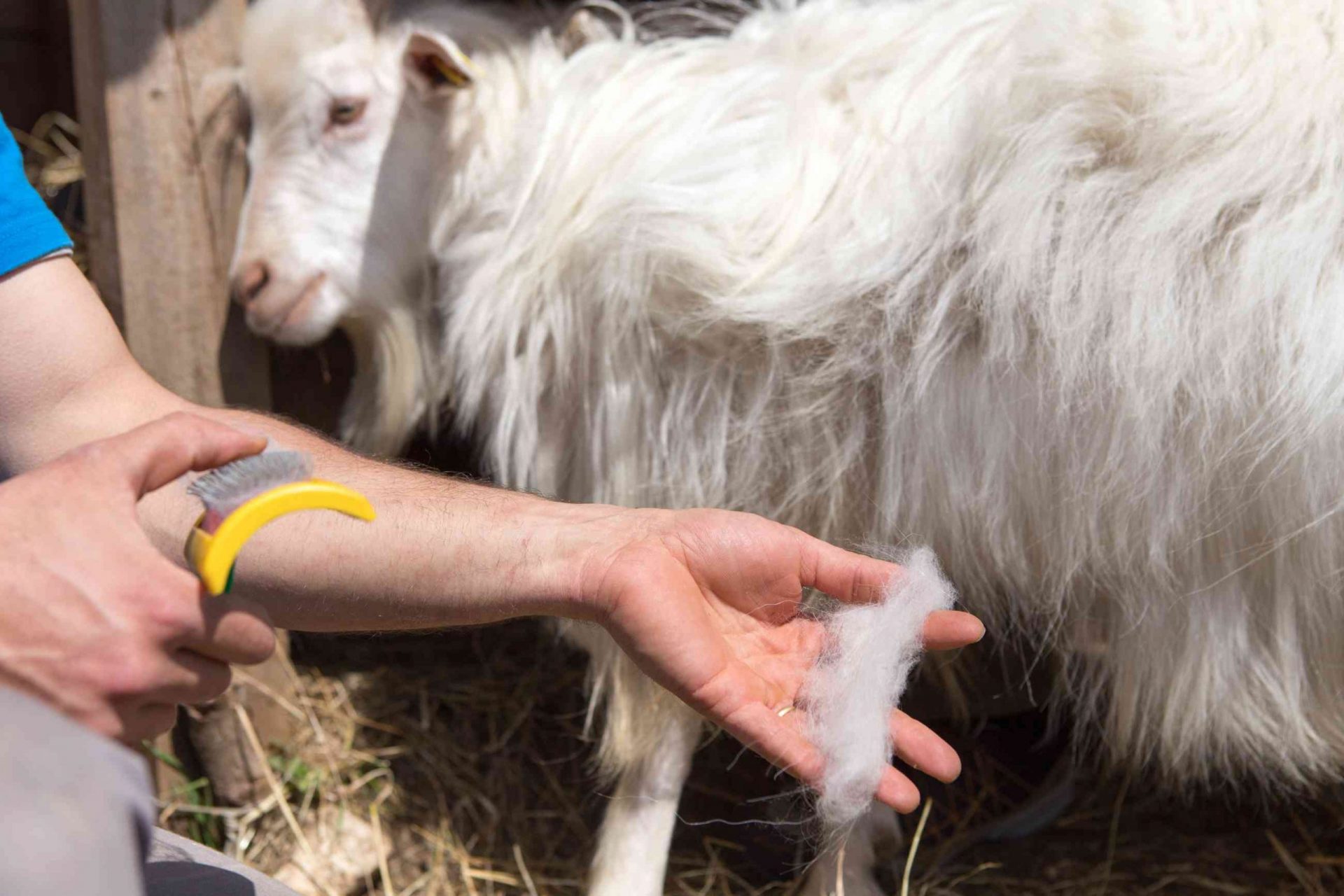 Cashmere goat being combed