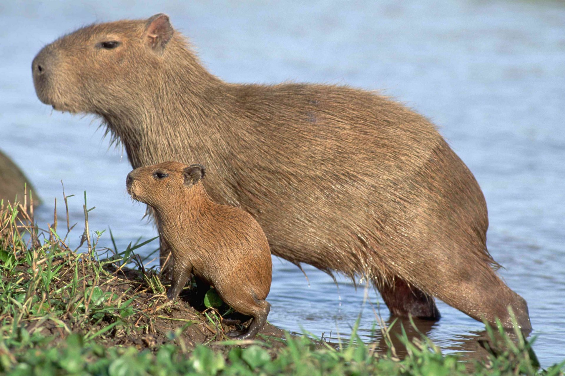 Capibaras con bebé