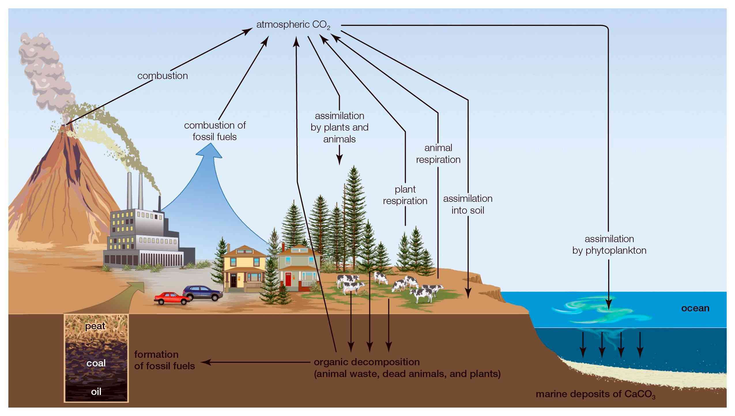 El ciclo del carbono describe el sistema por el que el carbono atmosférico es secuestrado en el suelo, la vida vegetal y el océano