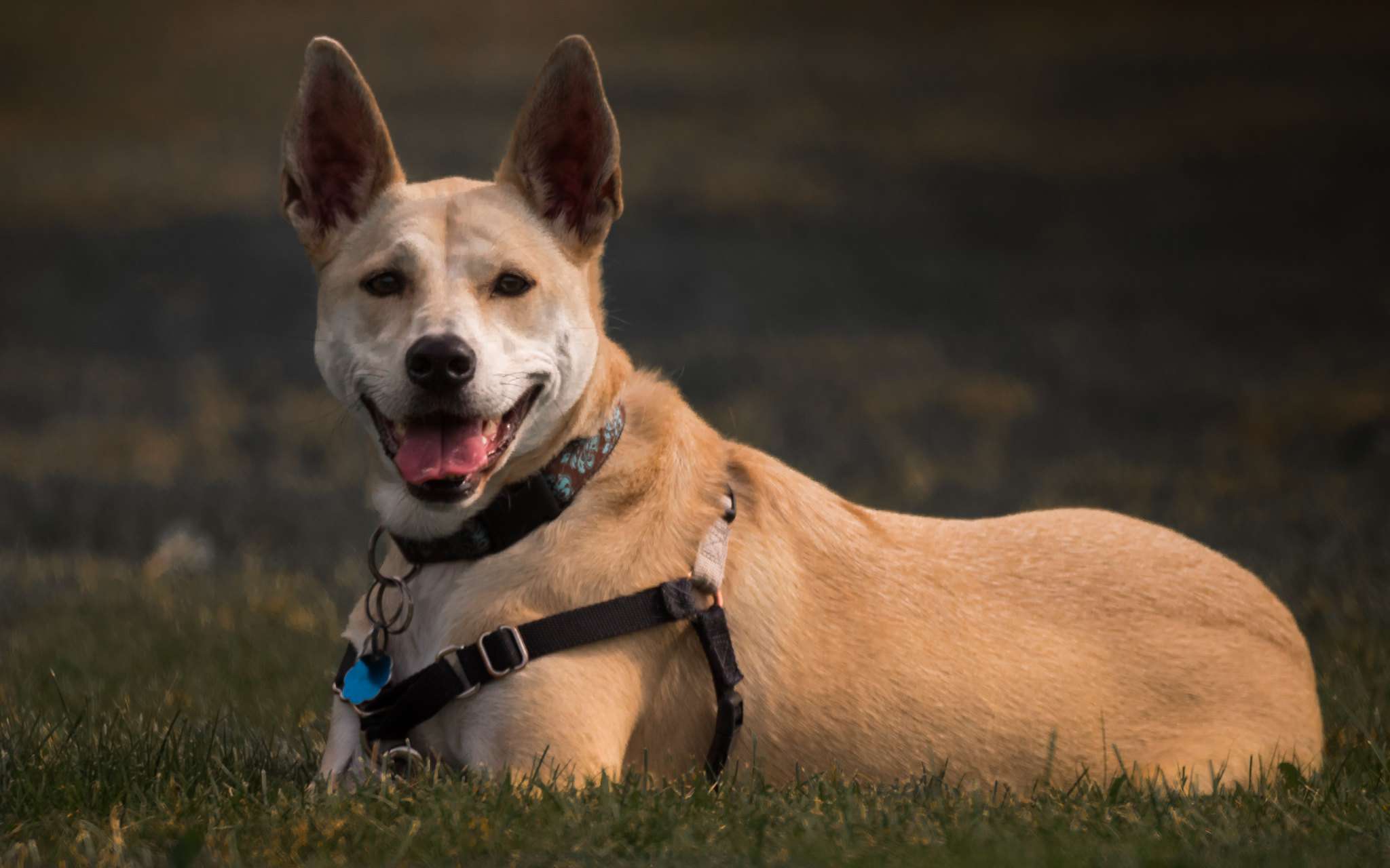 Un perro de Carolina de color canela con arnés se sienta en la hierba