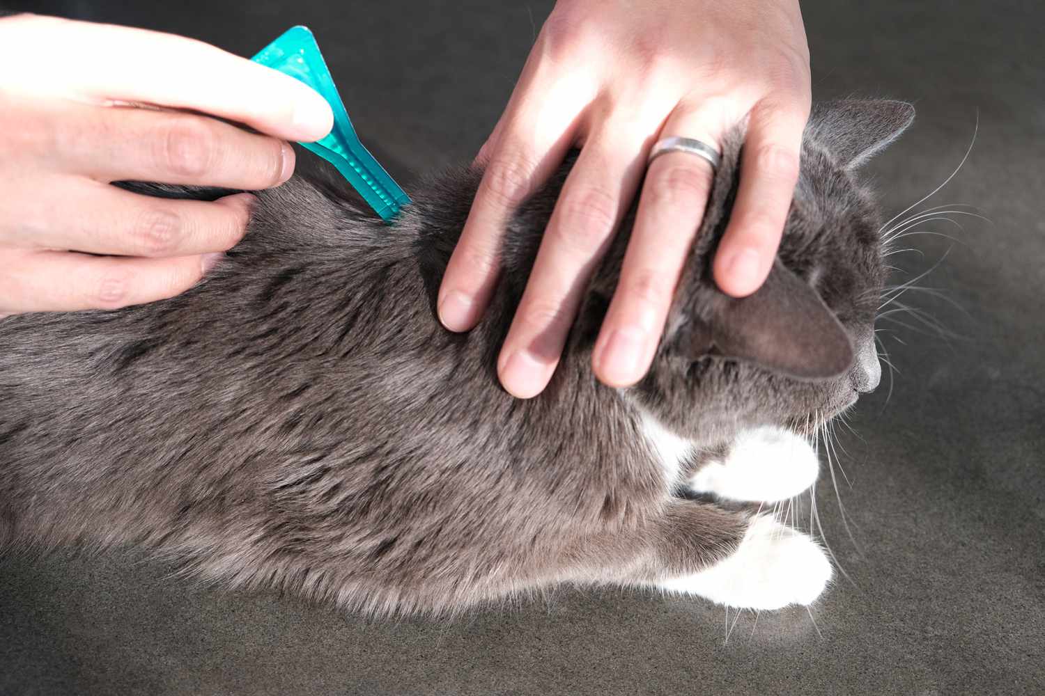 las manos exprimen la solución tópica sobre los hombros traseros del gato para aliviar la alergia