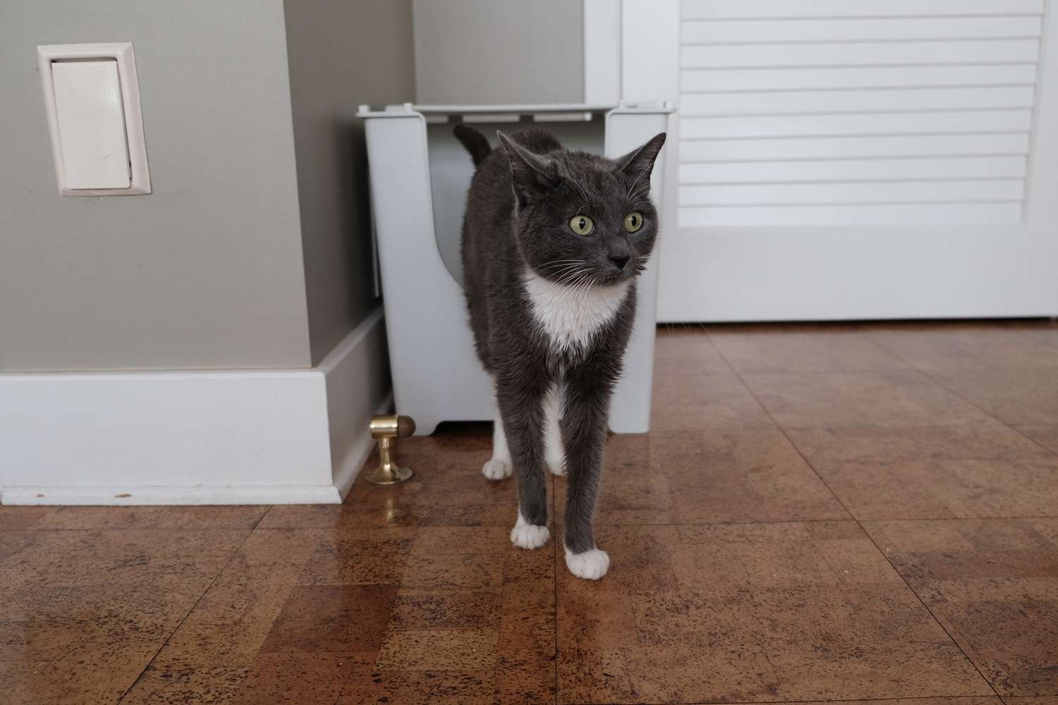 El gato gris mira a su alrededor mientras sale de la caja de arena del salón