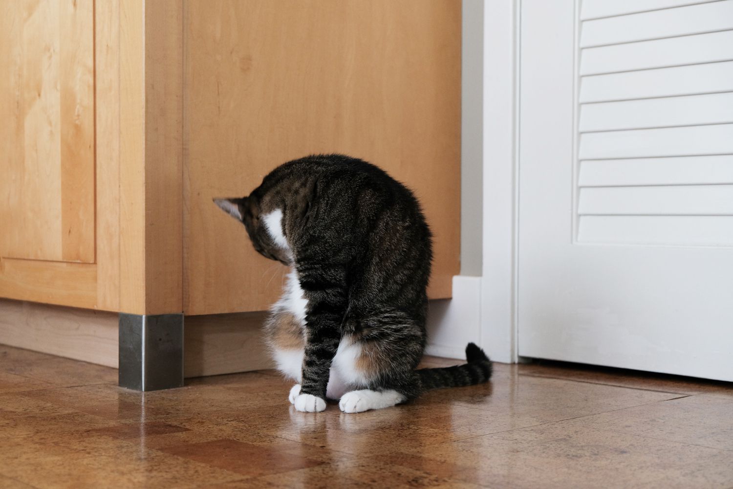 gato rayado se lame mientras se sienta en el suelo de baldosas dentro de casa