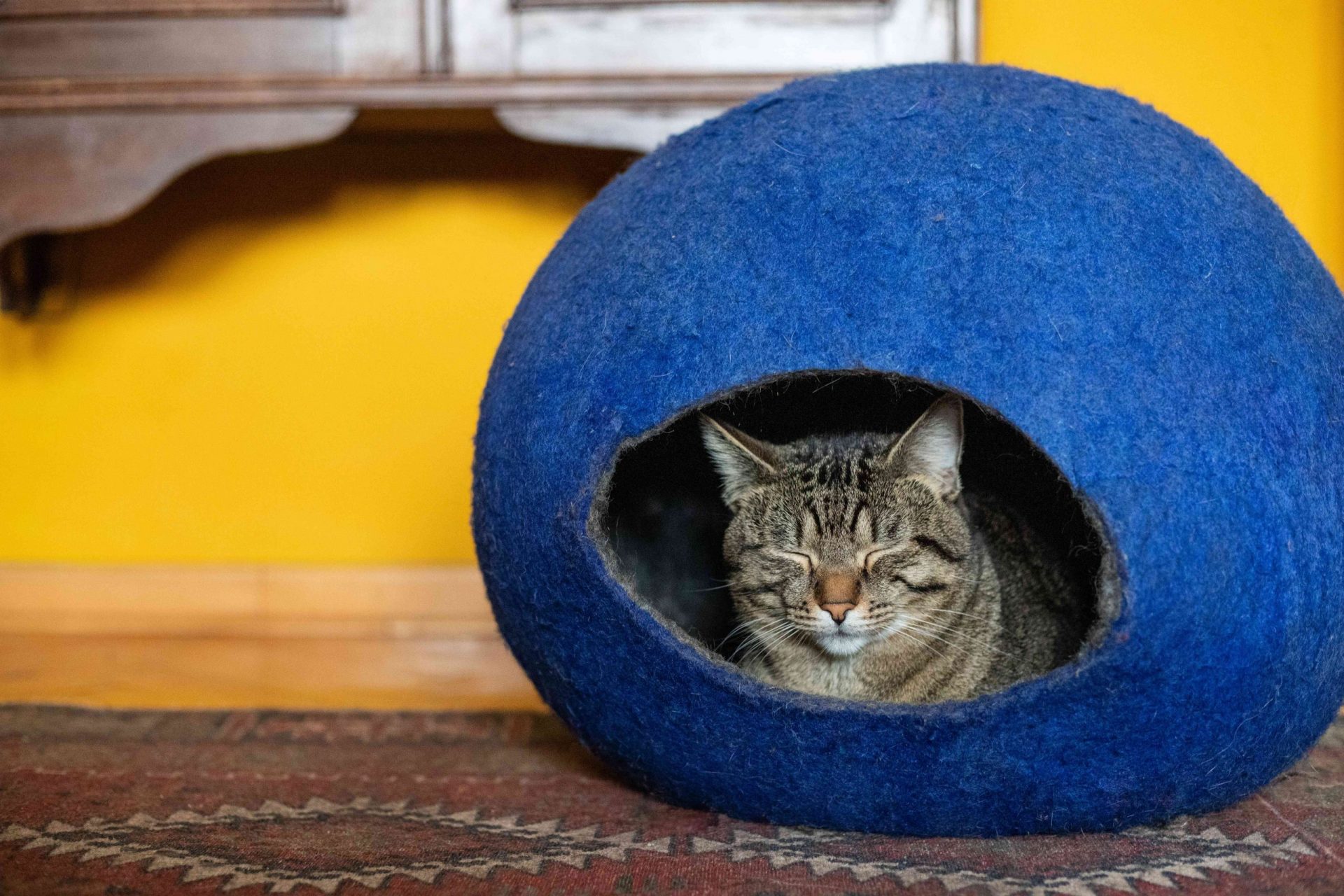 el gatito a rayas se sienta cómodamente en la casa del globo de fieltro azul