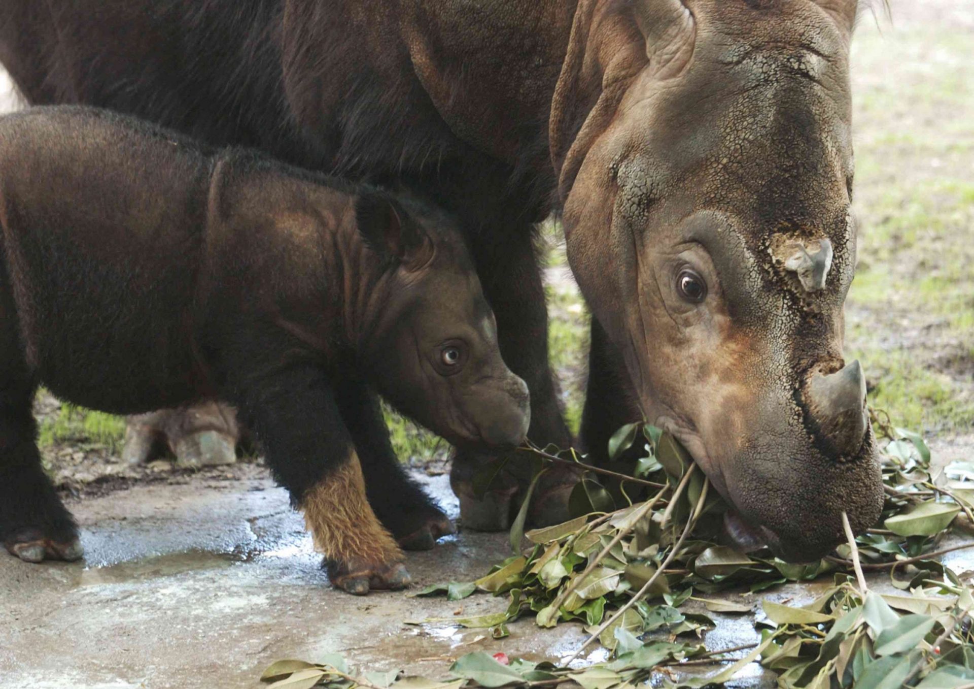 Zoológico de Cincinnatti - La cría de rinoceronte de Sumatra hace su primera aparición en público